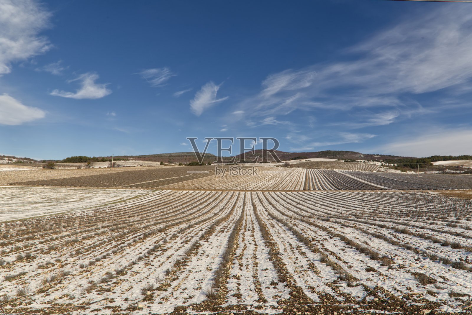 撒着雪的薰衣草田照片摄影图片