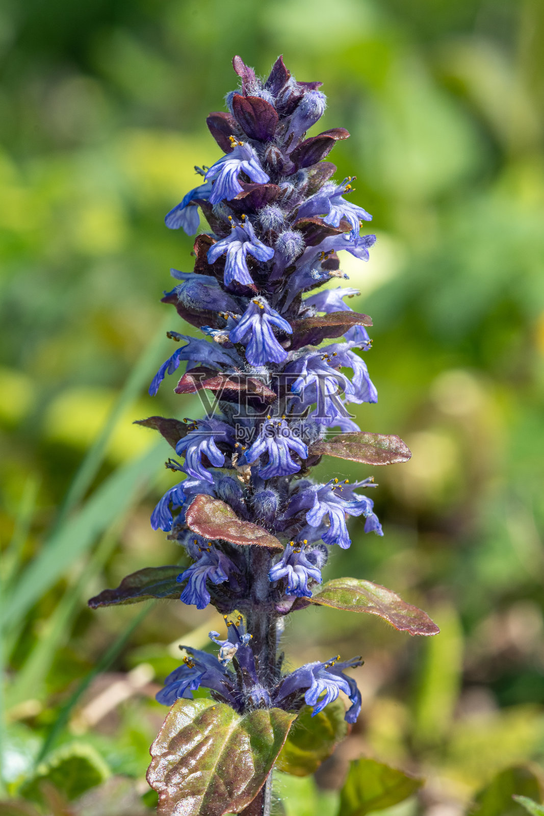号角 (ajuga reptans) 花照片摄影图片