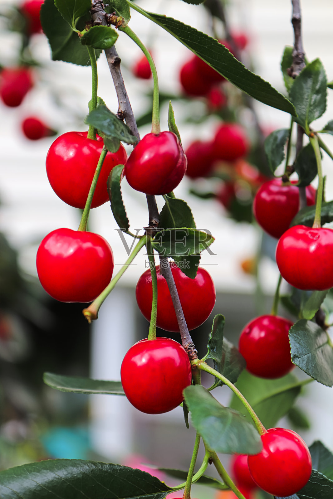熟透的重樱桃弯曲枝条的垂直照片照片摄影图片