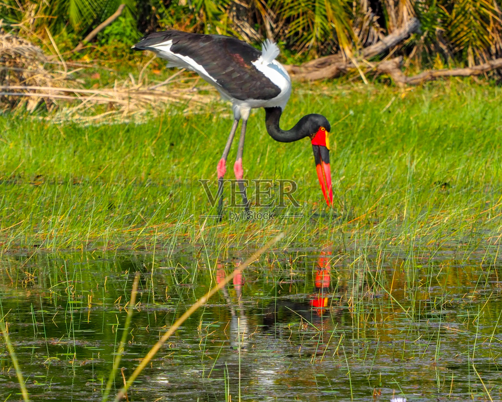 在博茨瓦纳奥卡万戈三角洲狩猎的鞍嘴鹳照片摄影图片