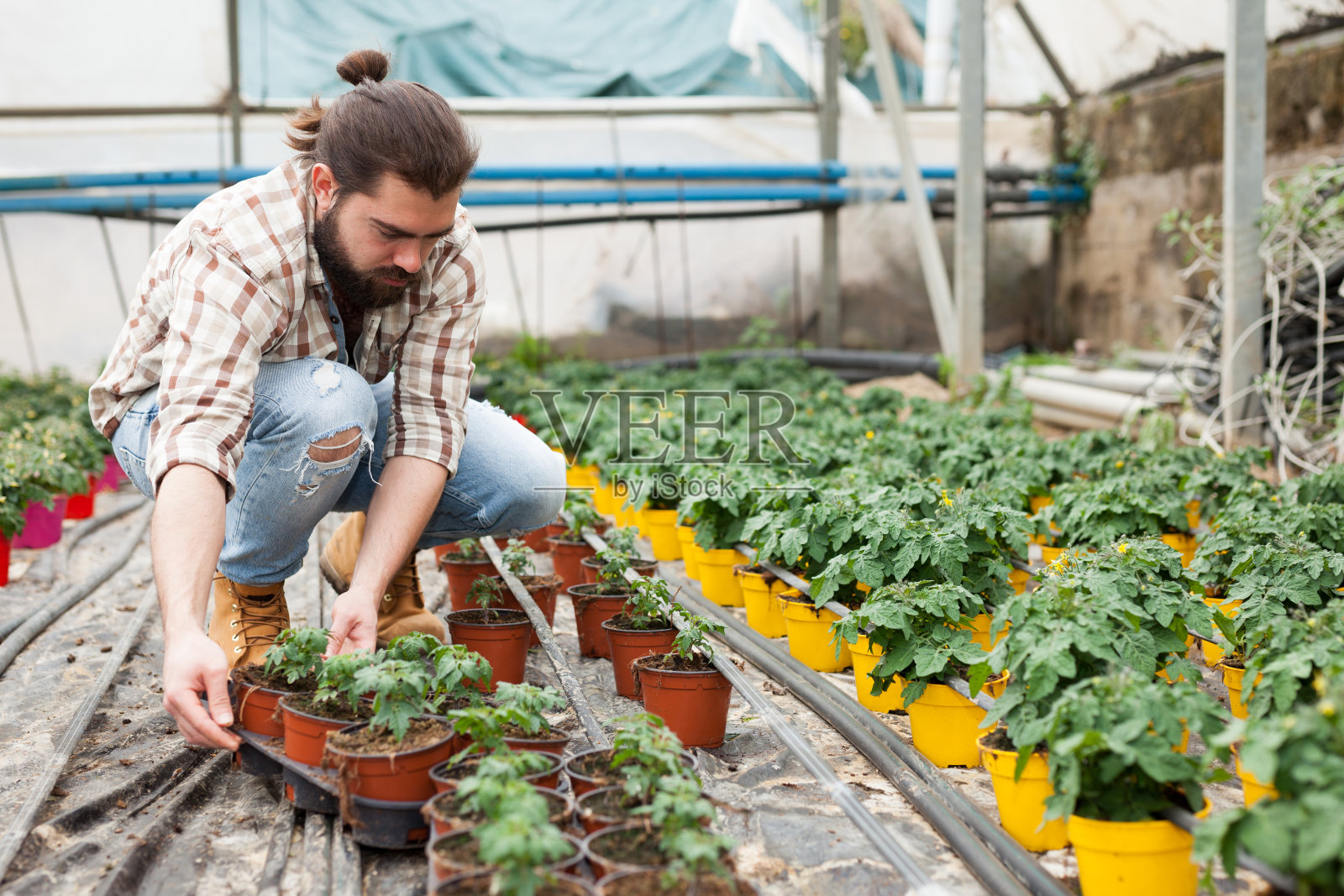 年轻的男性园艺家在花盆中种植西红柿幼苗照片摄影图片