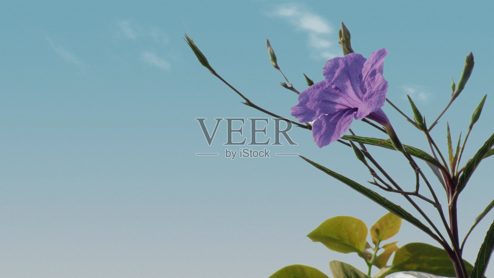 紫色的花和蓝色的天空照片摄影图片