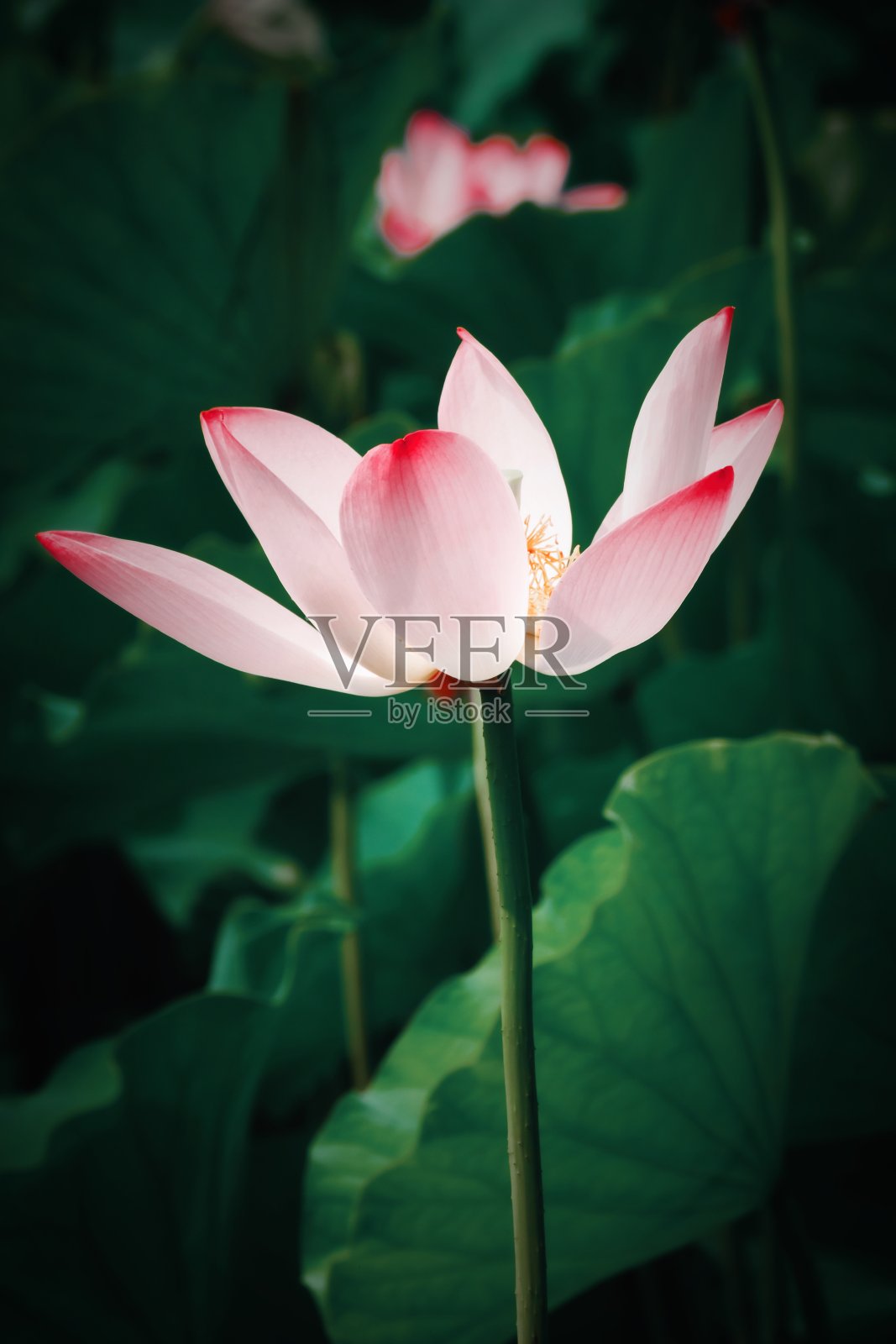 荷花盛开照片摄影图片