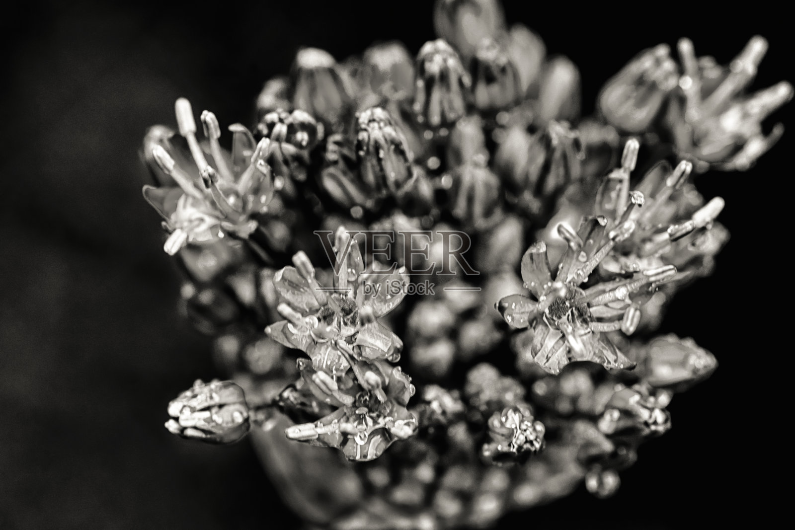 葱属植物芽开放照片摄影图片