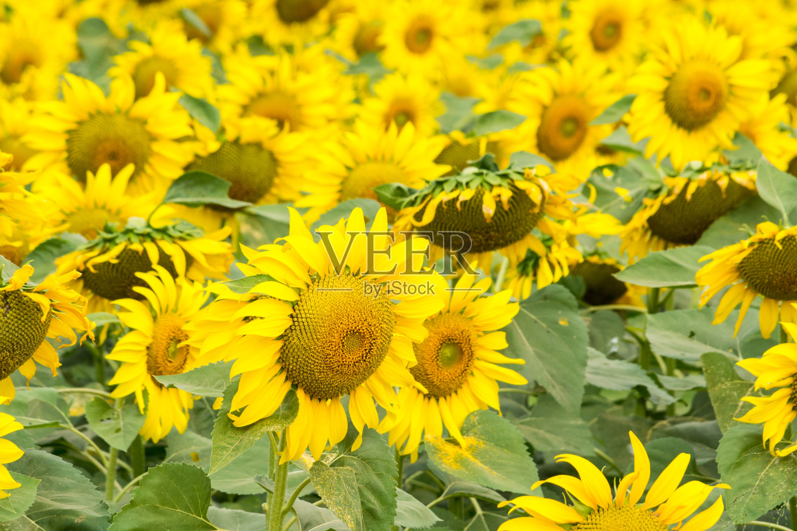 向日葵田自然场景背景照片摄影图片