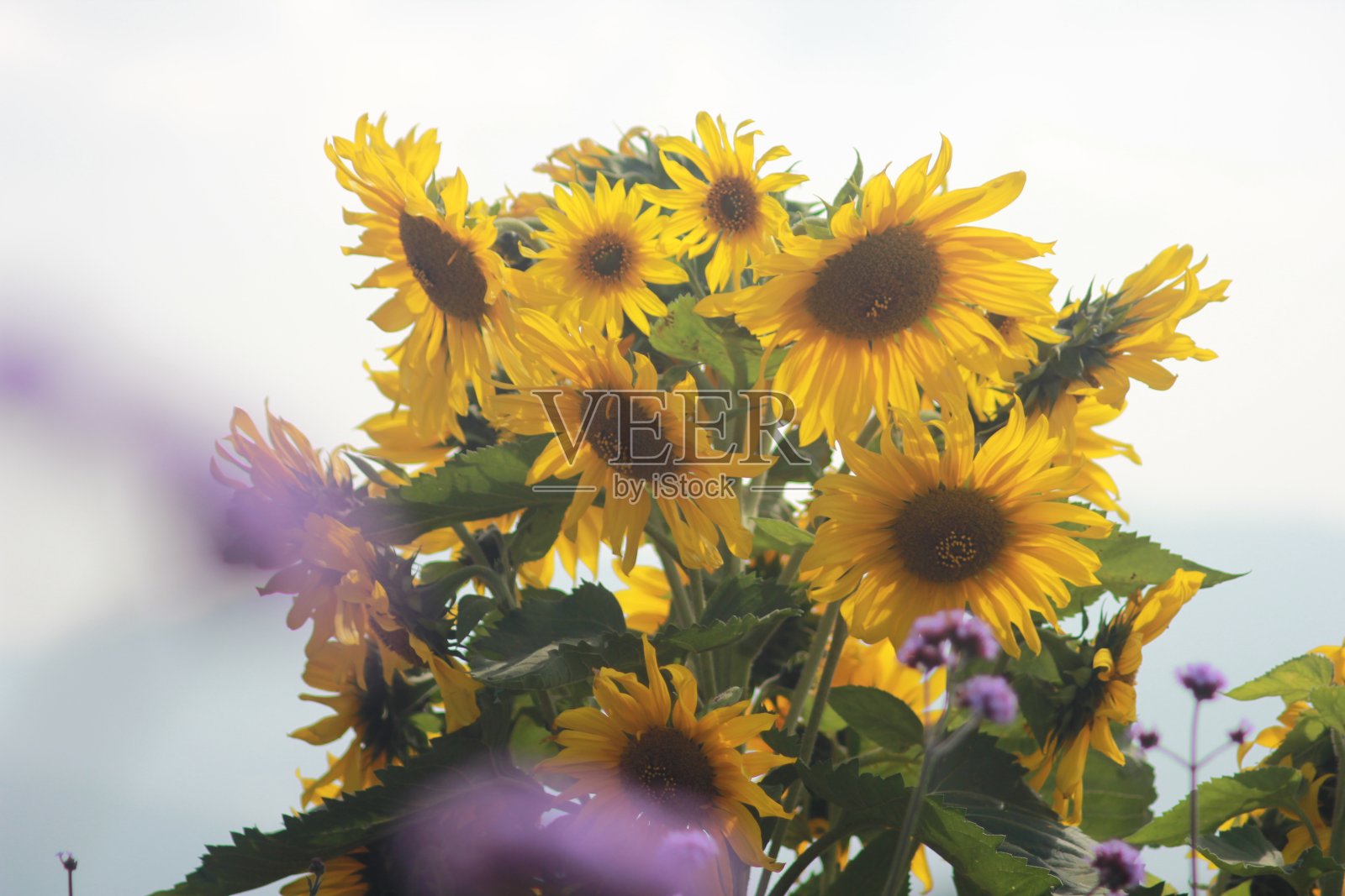 向日葵在花园里的照片照片摄影图片