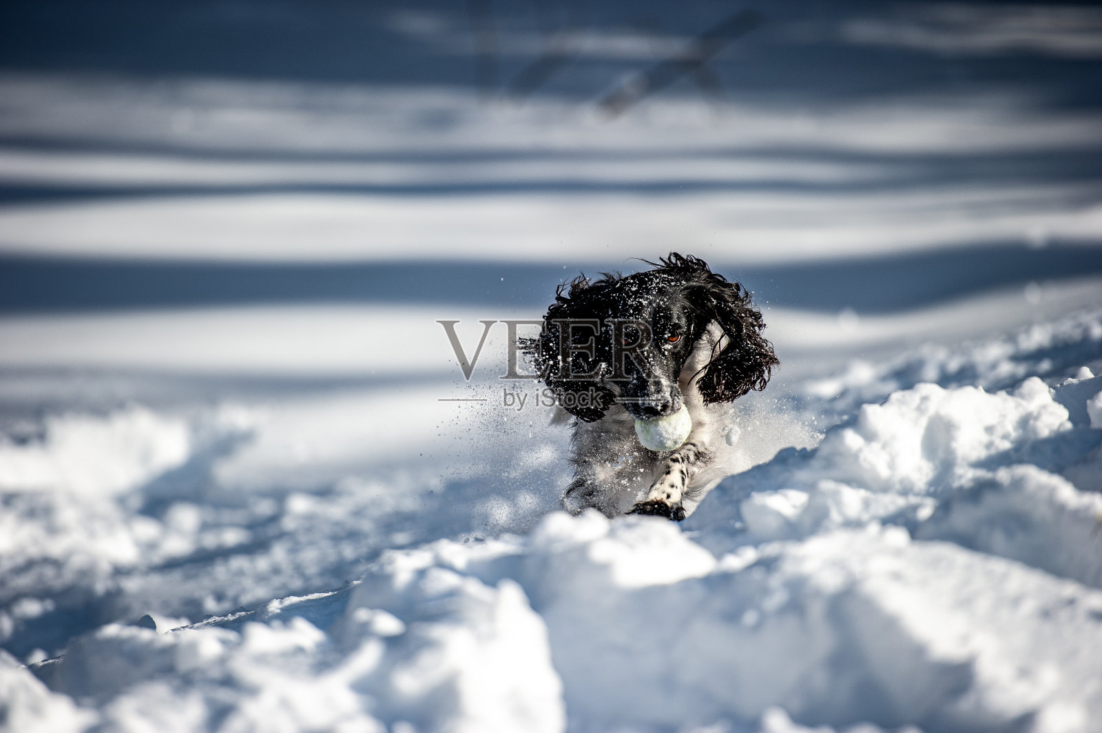 场英语溺爱照片摄影图片