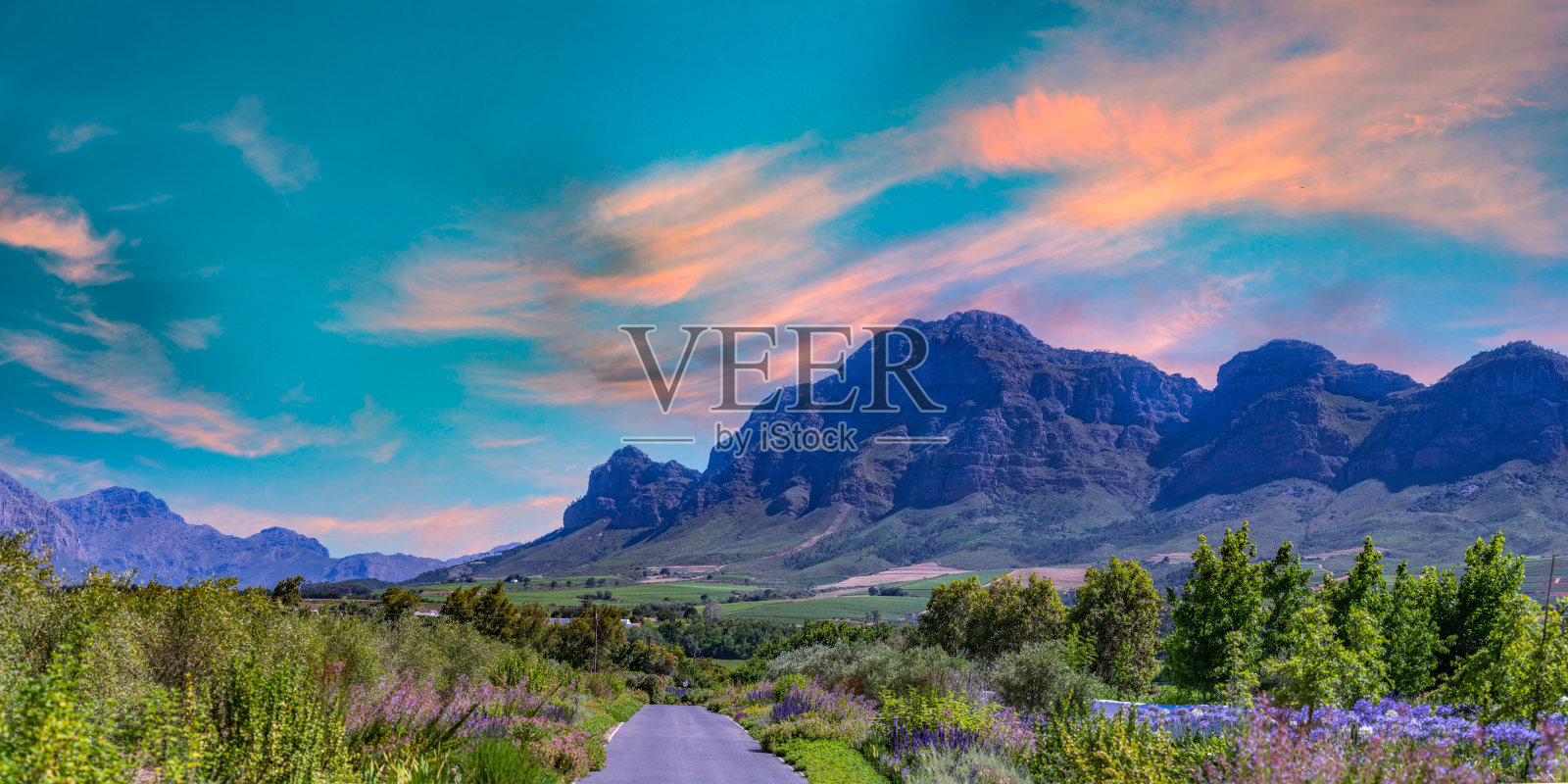 南非西开普省的Franschhoek葡萄酒谷,鲜花和蓝天的全景照片照片摄影图片