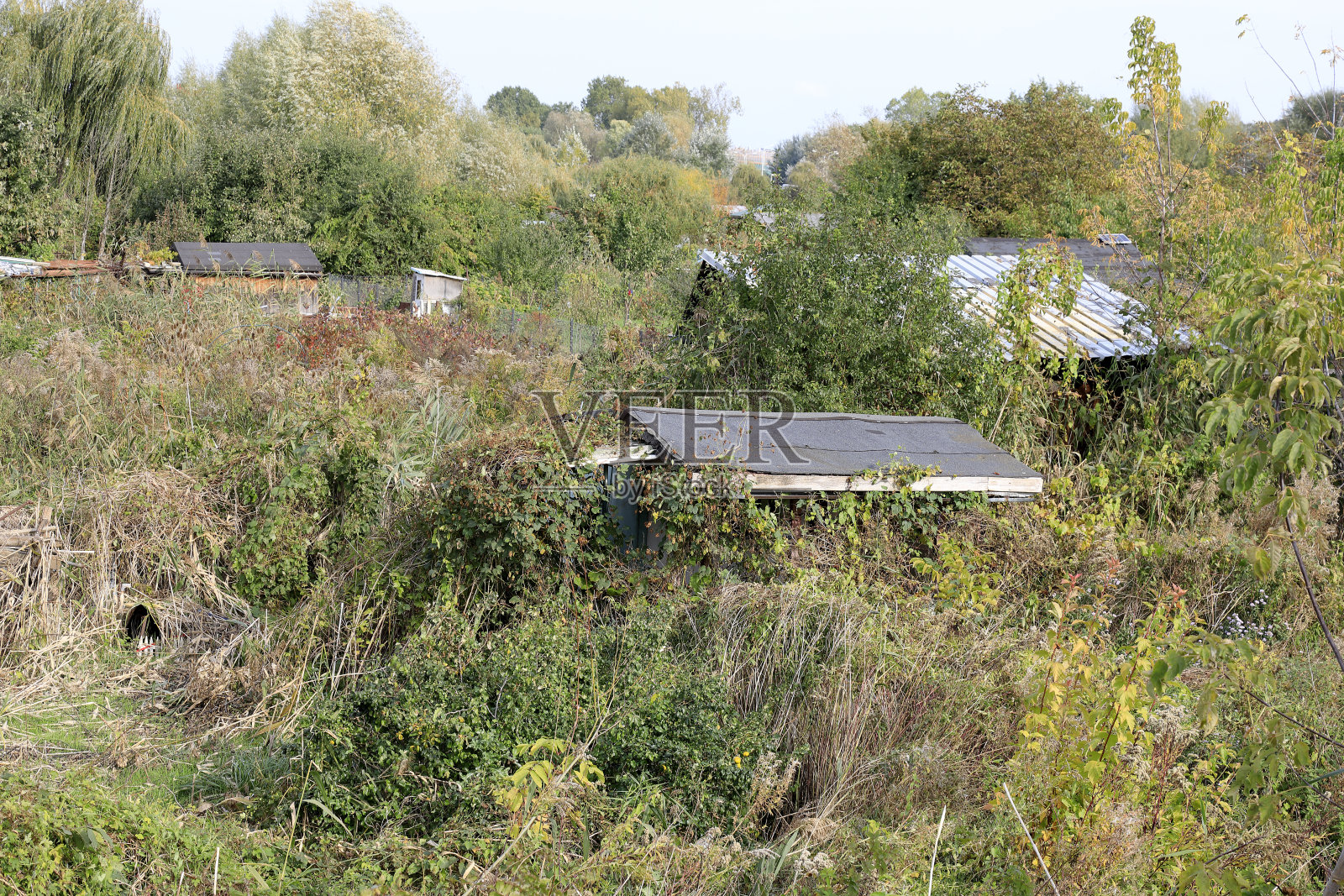 哥克劳住宅区被遗弃和遗忘的花园照片摄影图片
