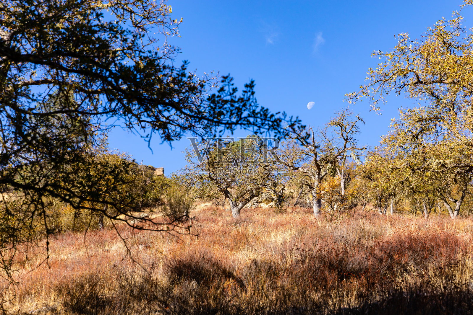 山巅国家公园白天的月亮- 2照片摄影图片