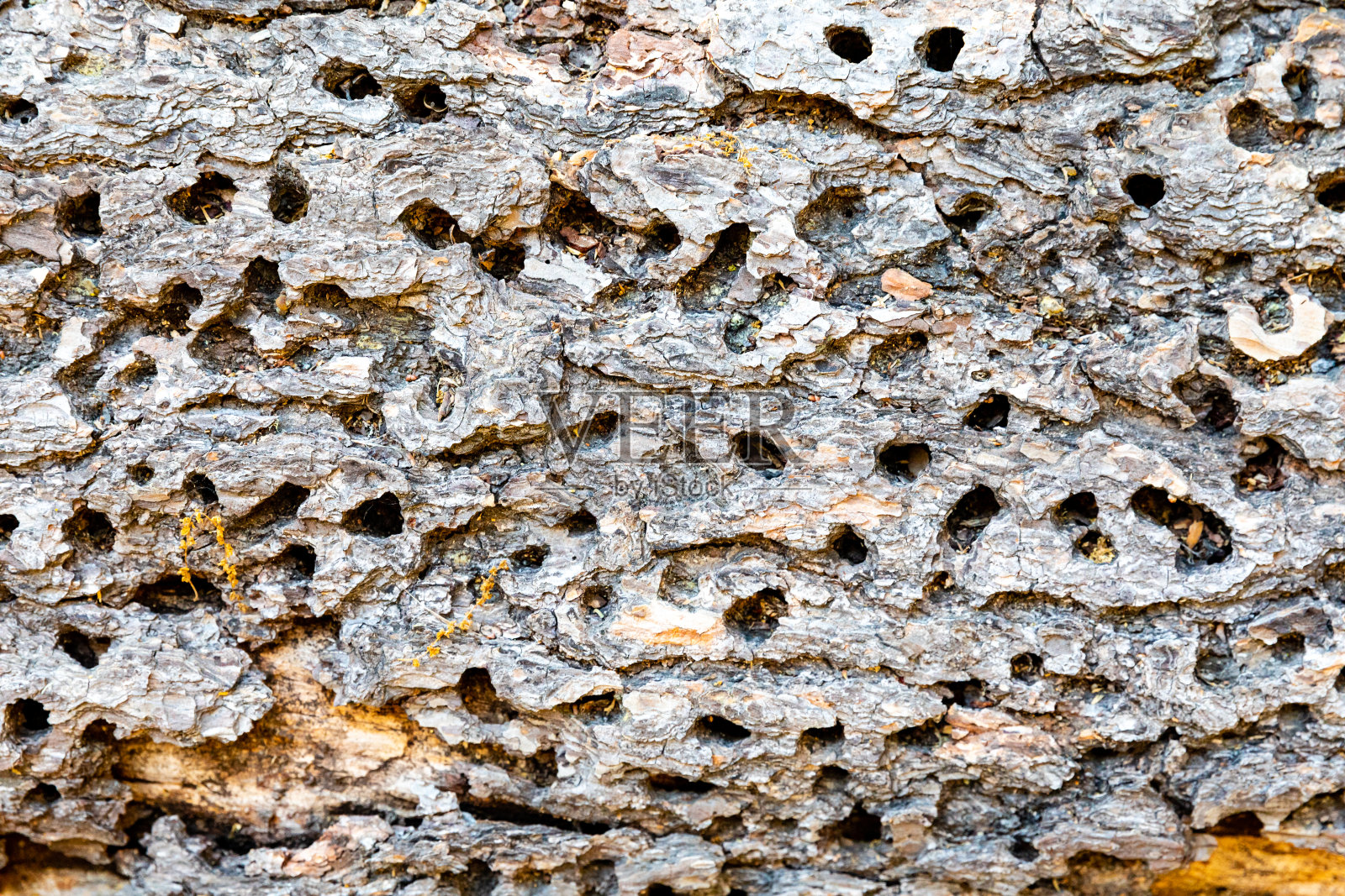 树皮上的洞是啄木鸟用来储存橡子的照片摄影图片