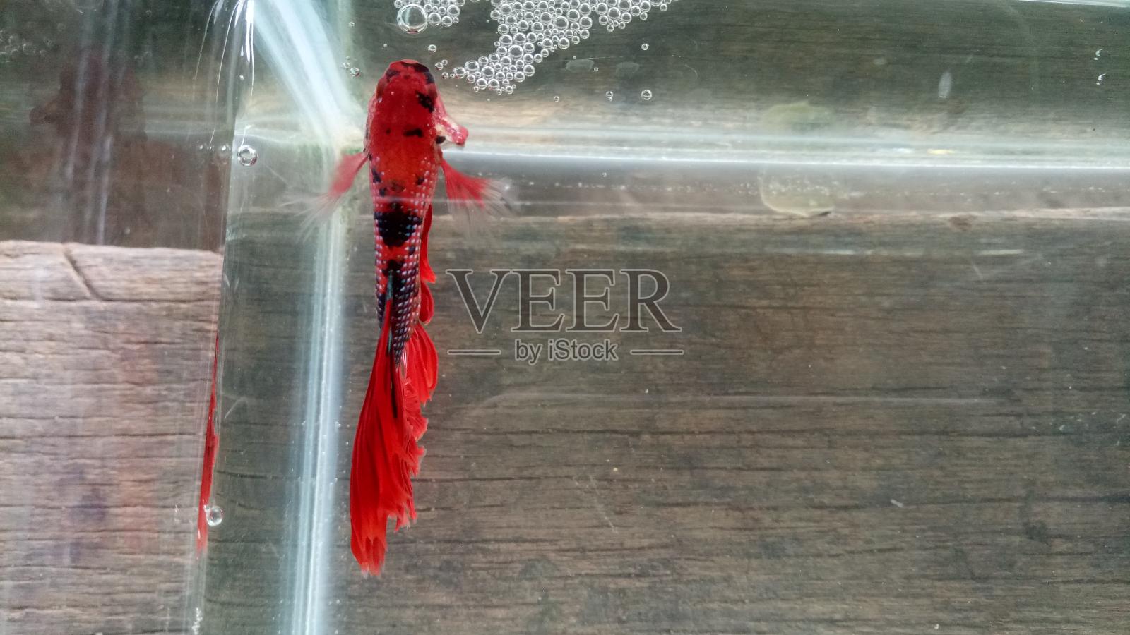 2020年12月20日,周日,万丹唐格朗市波里斯的观赏鱼商人水族馆里,一条暹罗斗鱼,也被称为普拉卡德或斗鱼。照片摄影图片