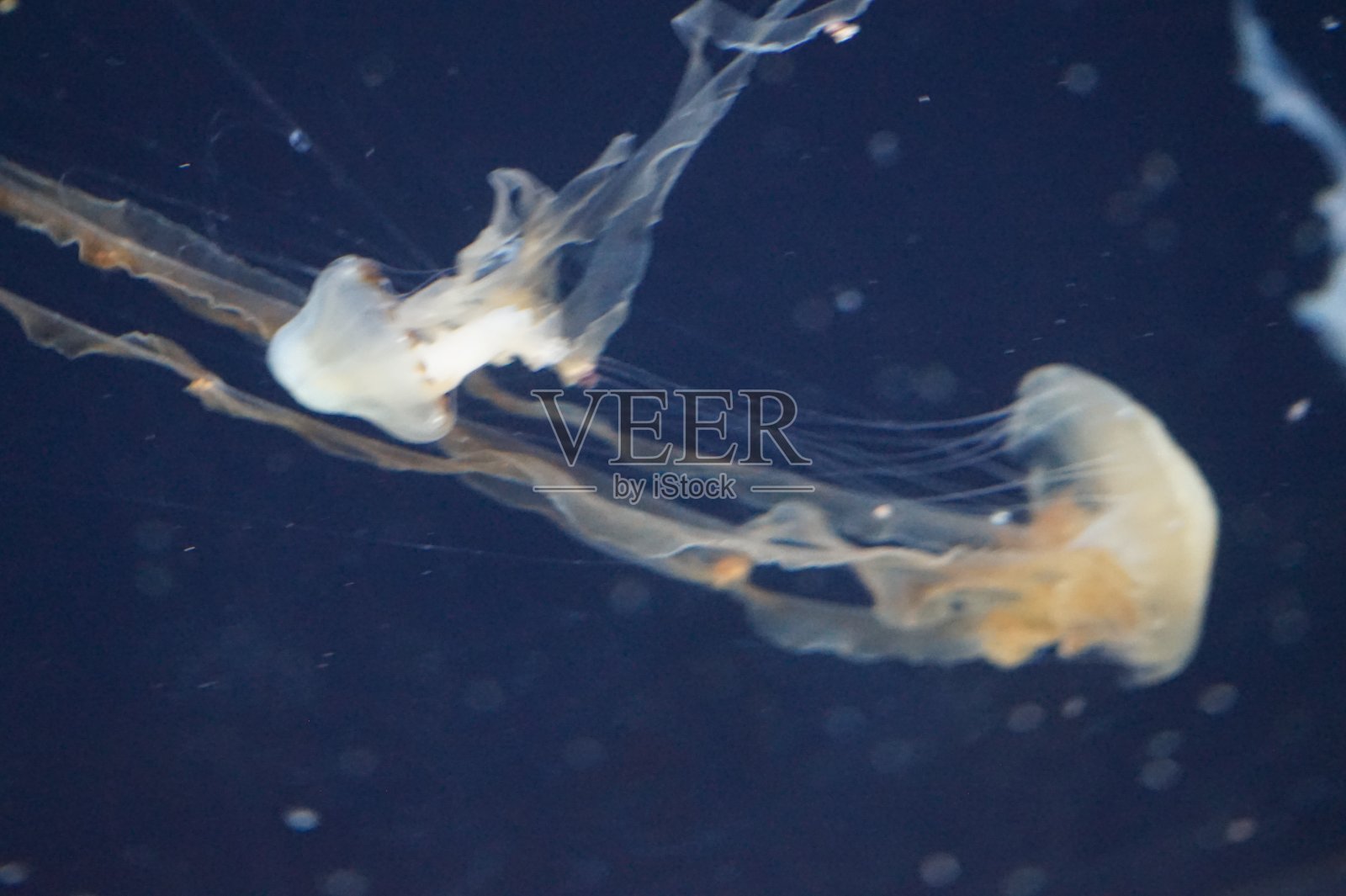 水母照片摄影图片