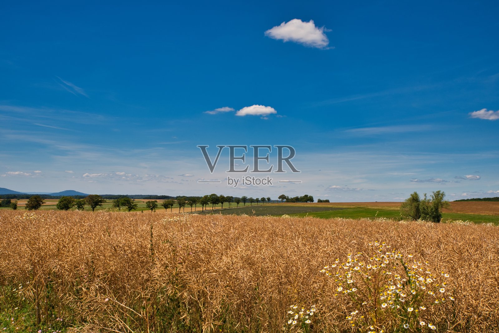 夏天的油菜田照片摄影图片