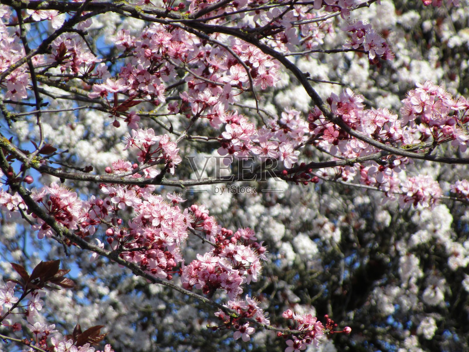 2020年的加拿大,粉白梅花绽放照片摄影图片
