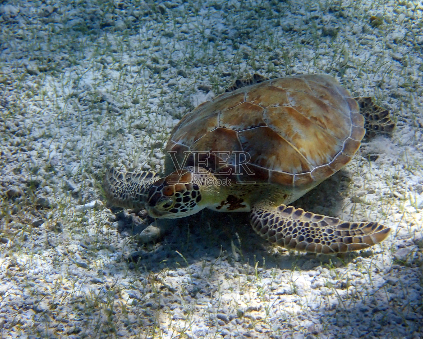 绿色海龟在底部照片摄影图片