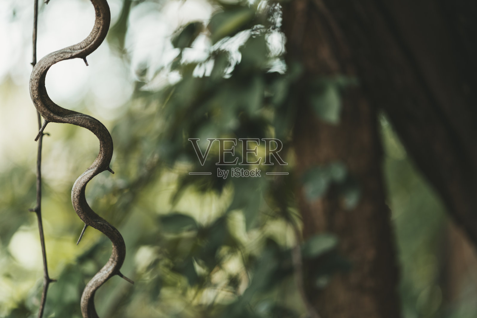 丛林里的卷毛植物照片摄影图片