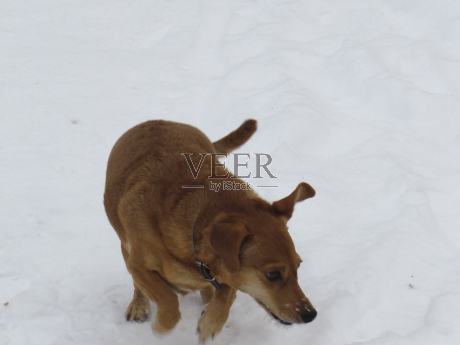 快乐的红色狗狗在雪中嬉戏在一个冬天的公园散步照片摄影图片