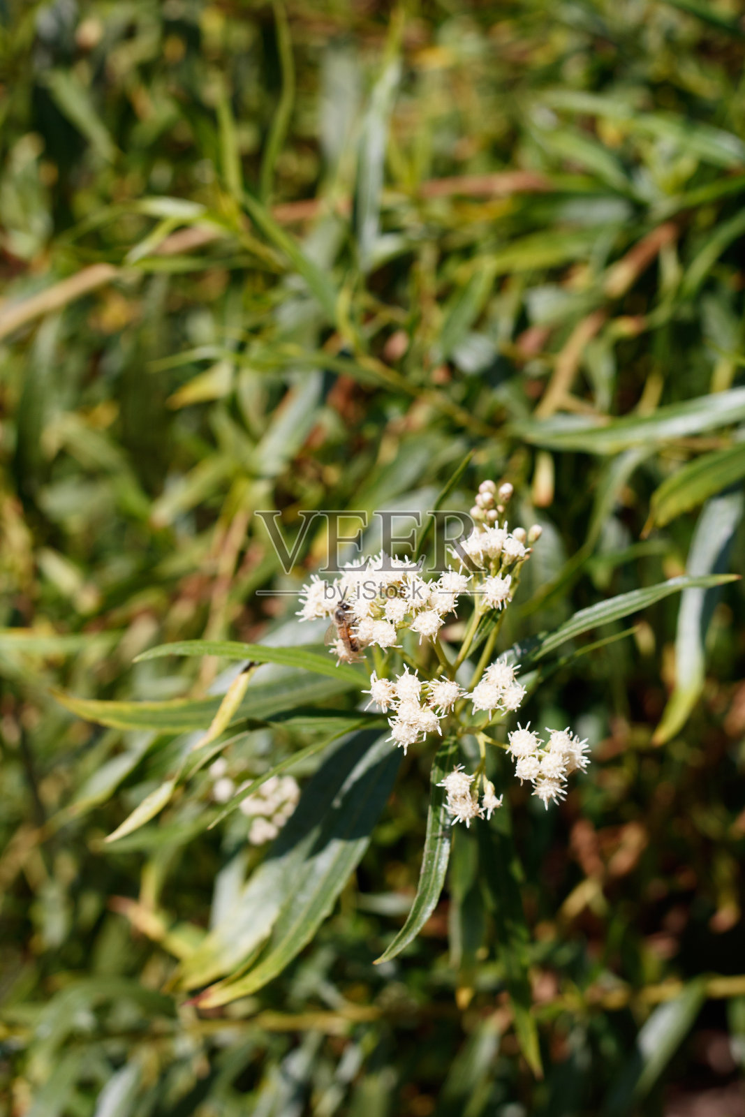 柳叶酒神花-球花FWM - 091920 b照片摄影图片