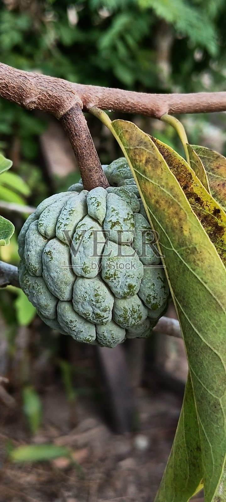 Srikaya水果照片摄影图片