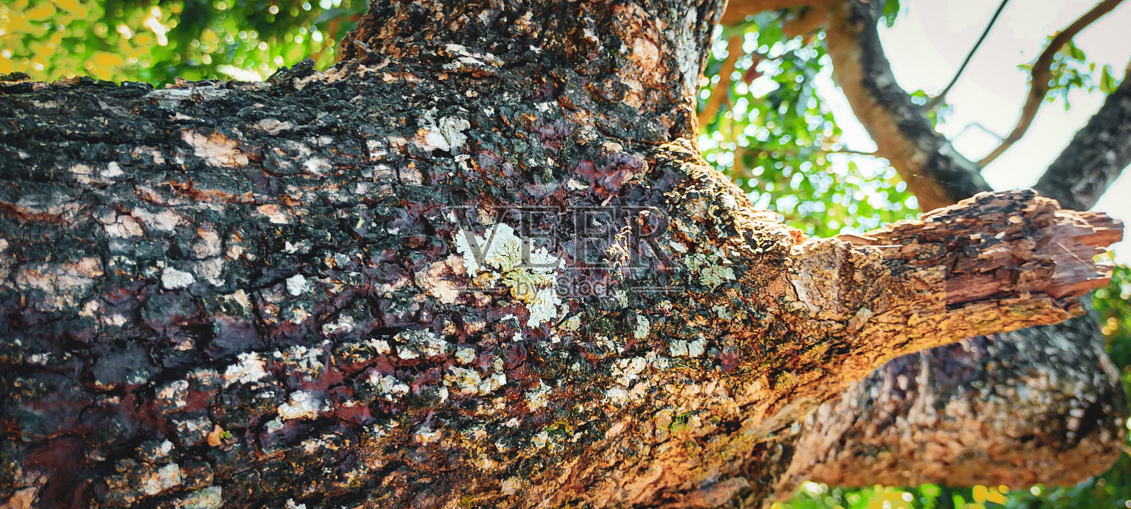 一个表面树的特写照片摄影图片
