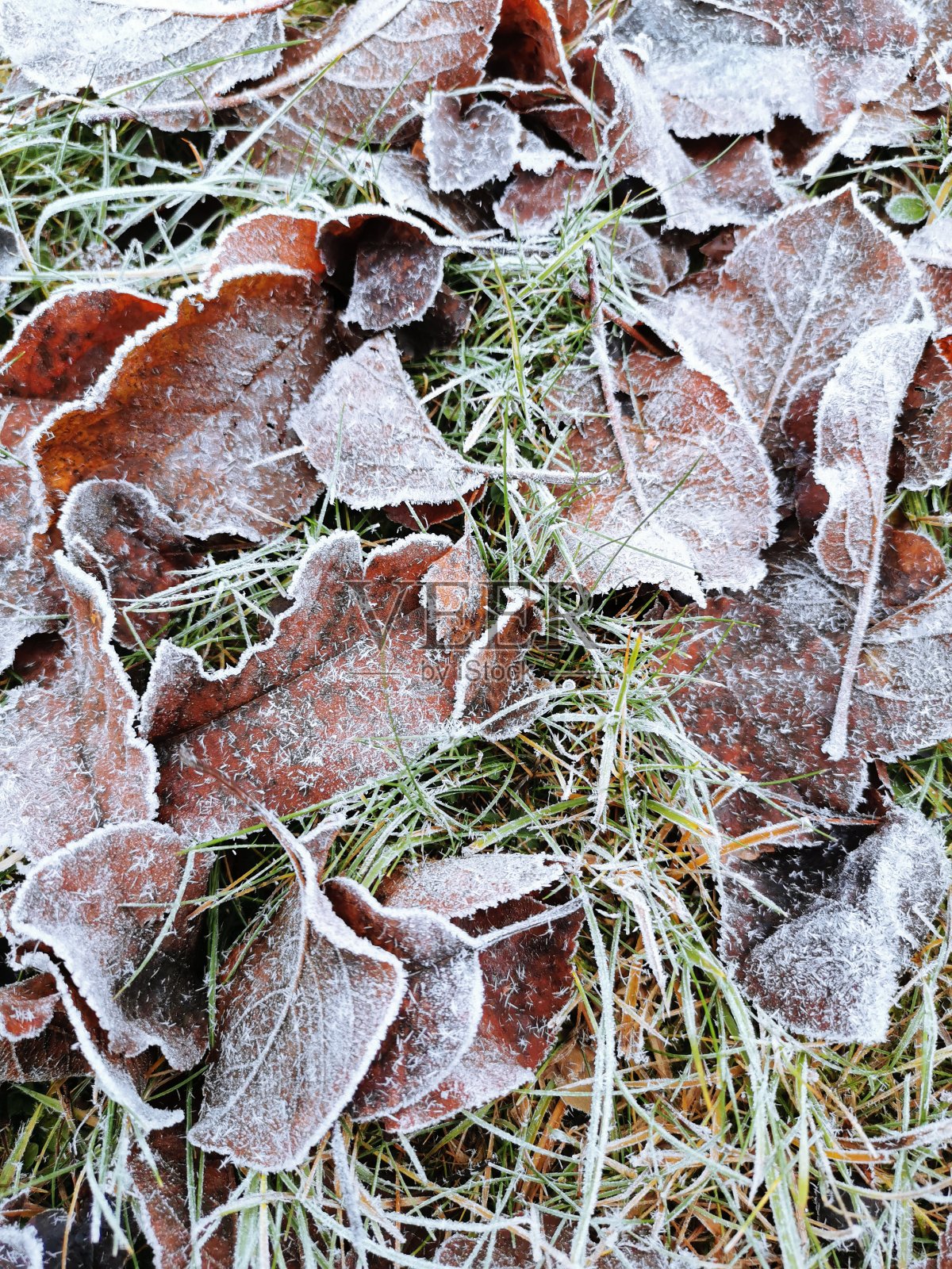 一棵苹果树的落叶在白霜中,躺在草地上。照片摄影图片