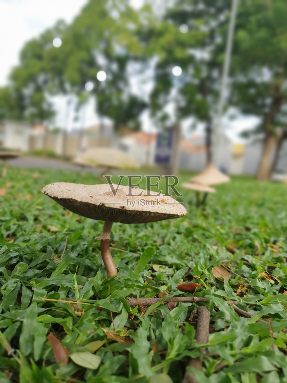 蘑菇照片摄影图片