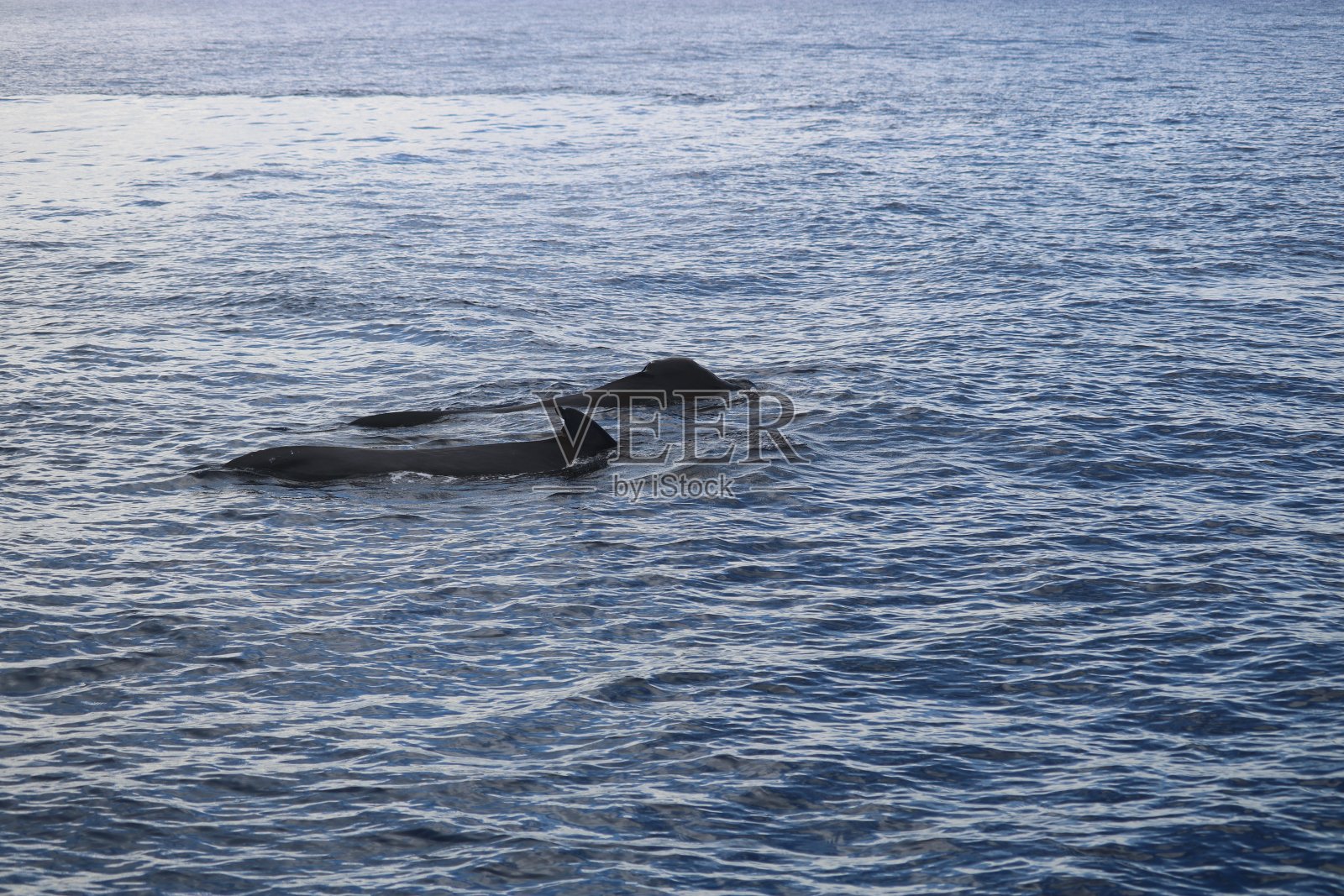 马尔代夫的双体船之旅照片摄影图片