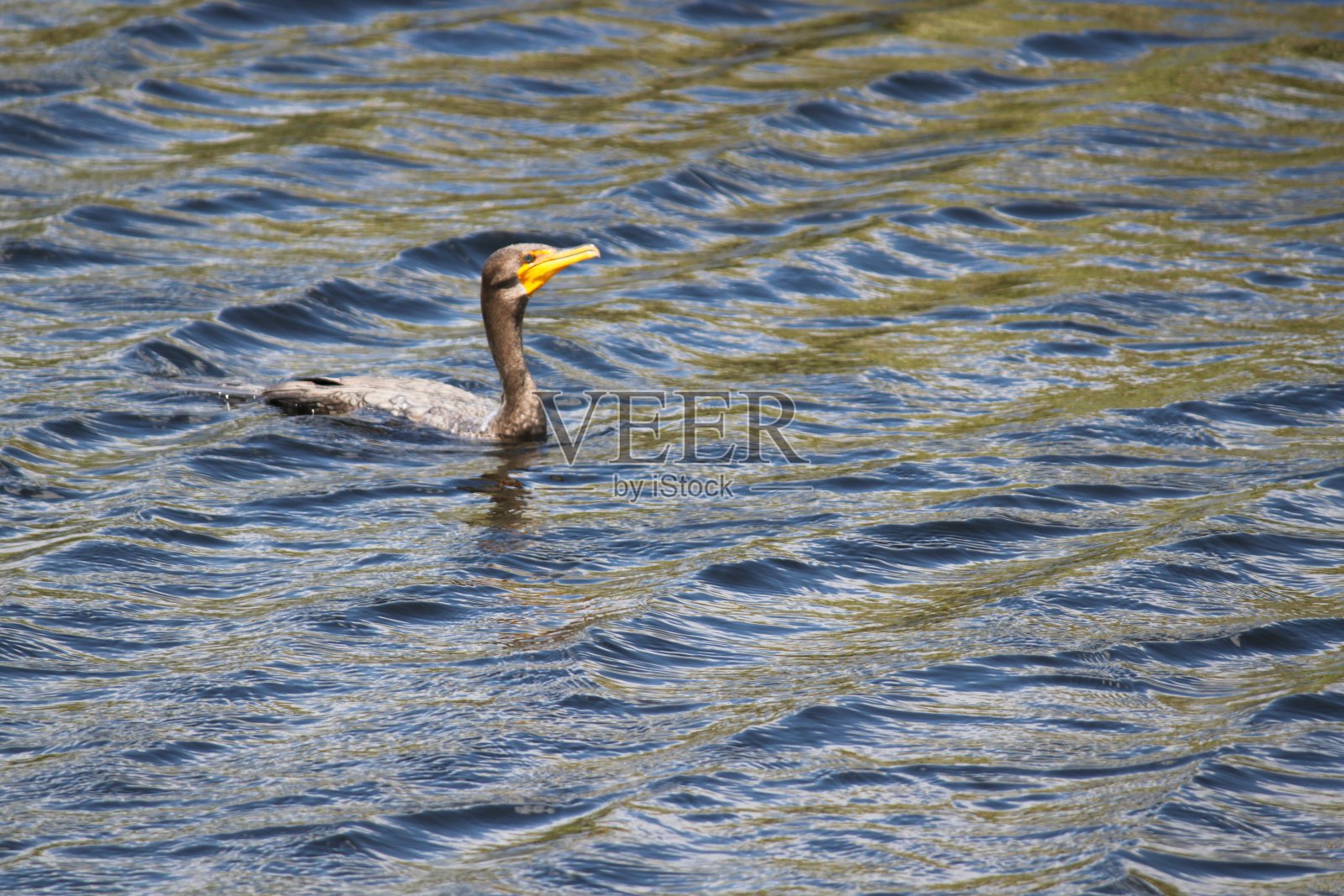 鸬鹚的鸟照片摄影图片