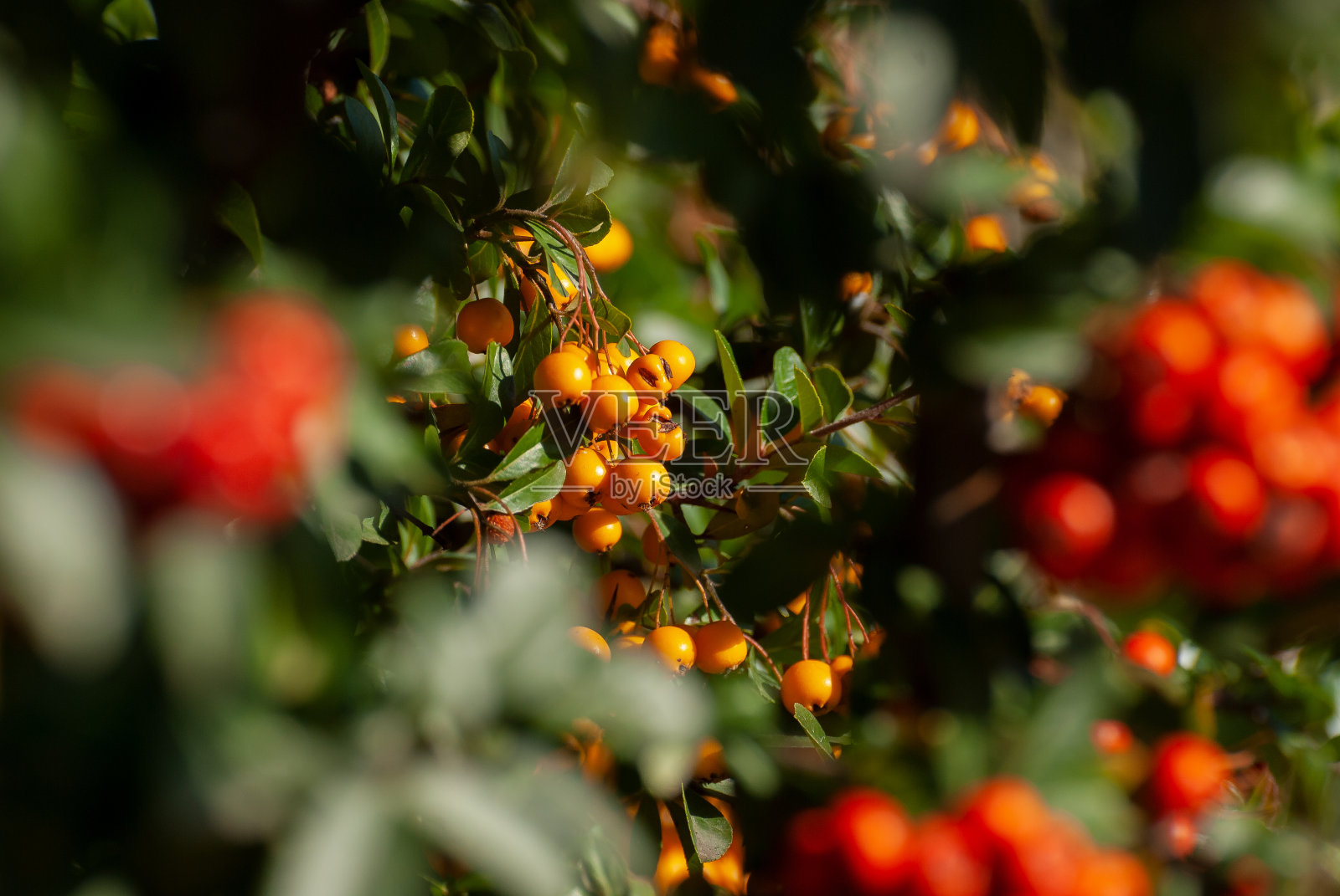 有大量鲜红色浆果和装饰性果实的一种镶边花园灌木,在晴朗的秋日在阳光下生长照片摄影图片