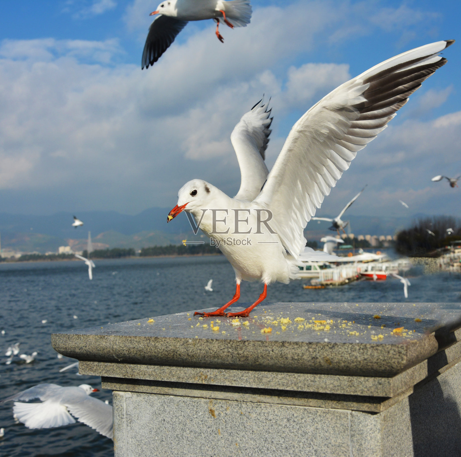 一种白Larus ridibundus吃饲料照片摄影图片