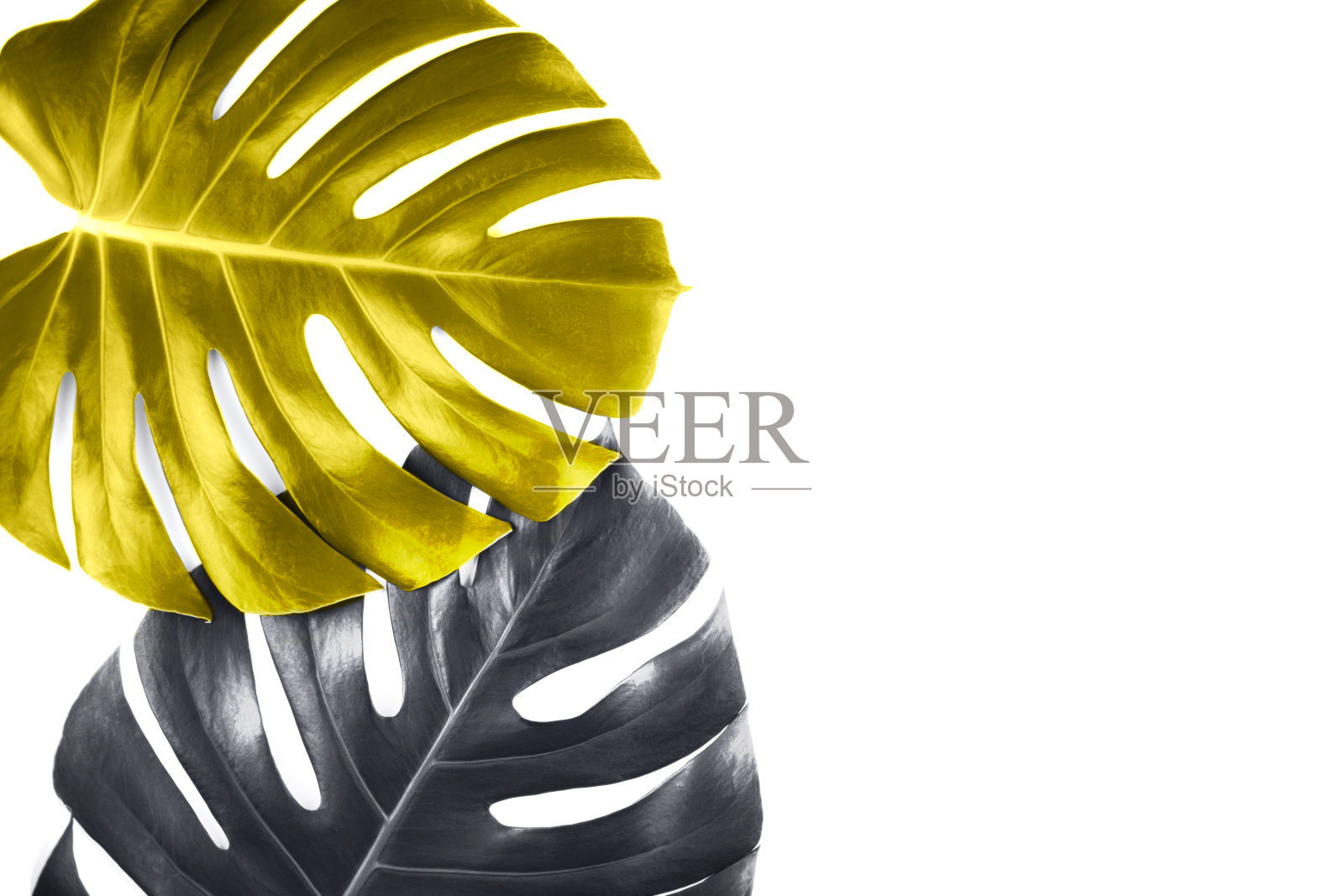 两片热带的黄色和灰色的巨叶孤立在白色的背景上。照片摄影图片