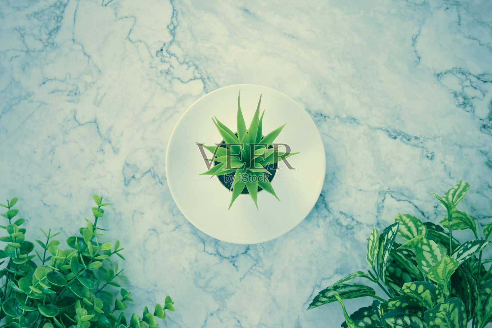 办公室植物或多肉植物盘和树在底部的大理石办公桌复古色调照片摄影图片