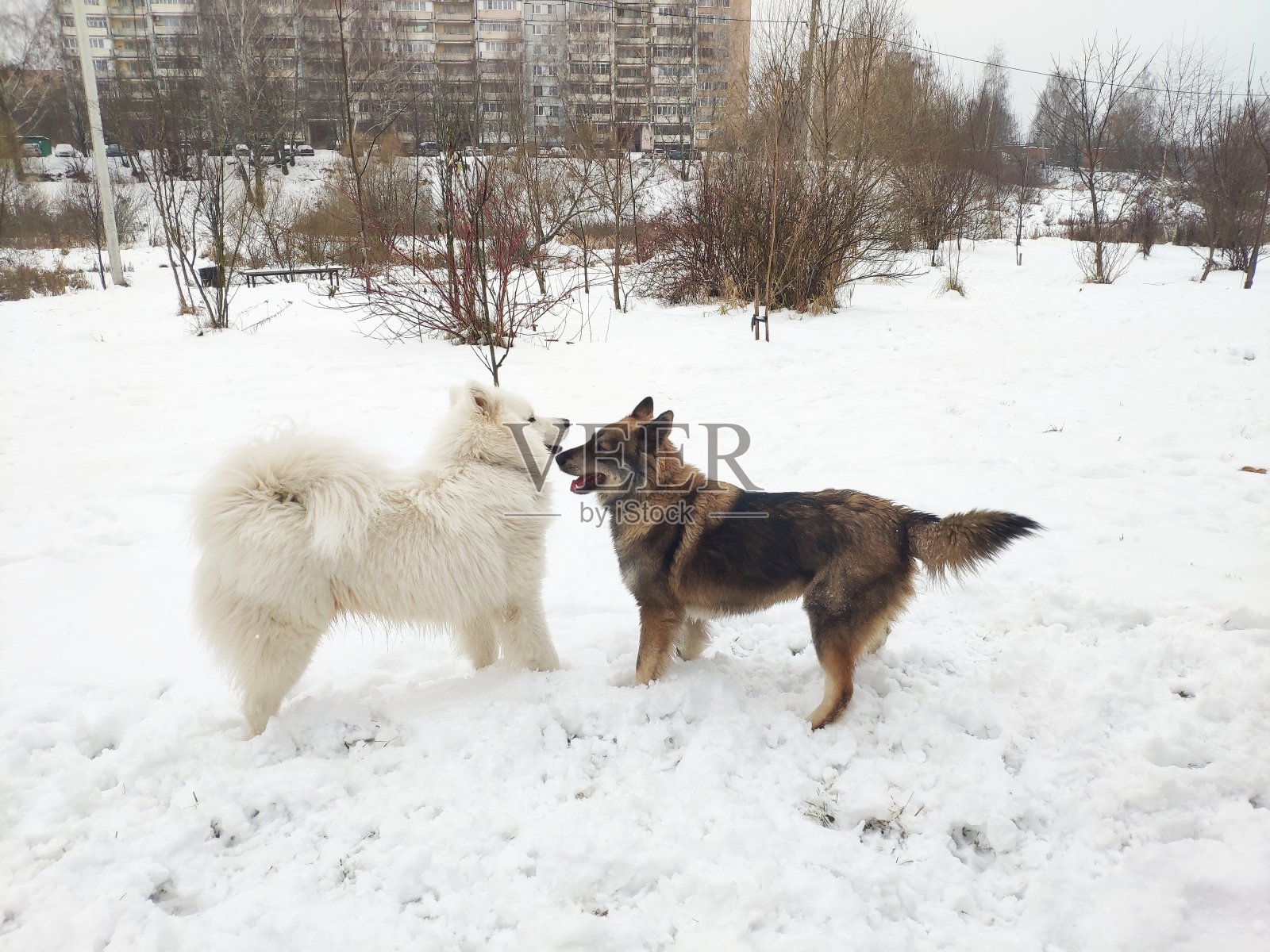 两只狗在雪中玩耍。萨摩耶犬莱卡和杂种狗一起玩耍。照片摄影图片