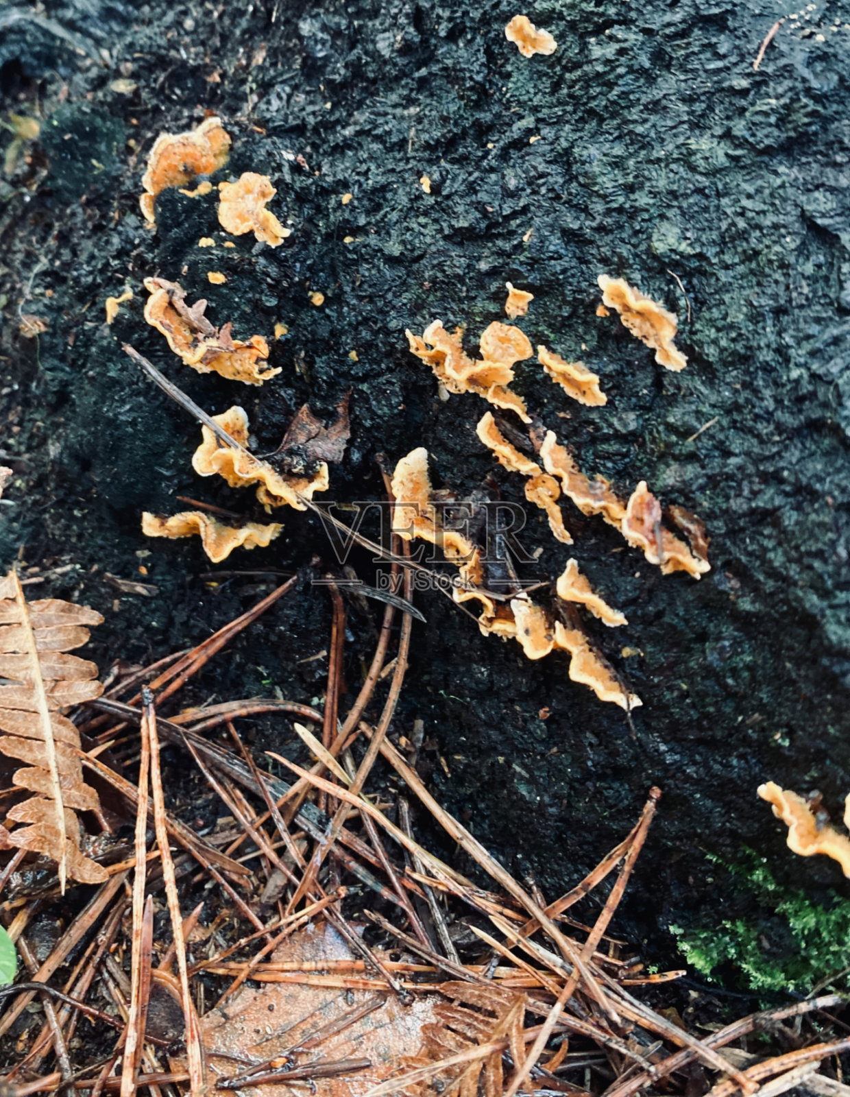 在潮湿的林地里生长的托架真菌照片摄影图片