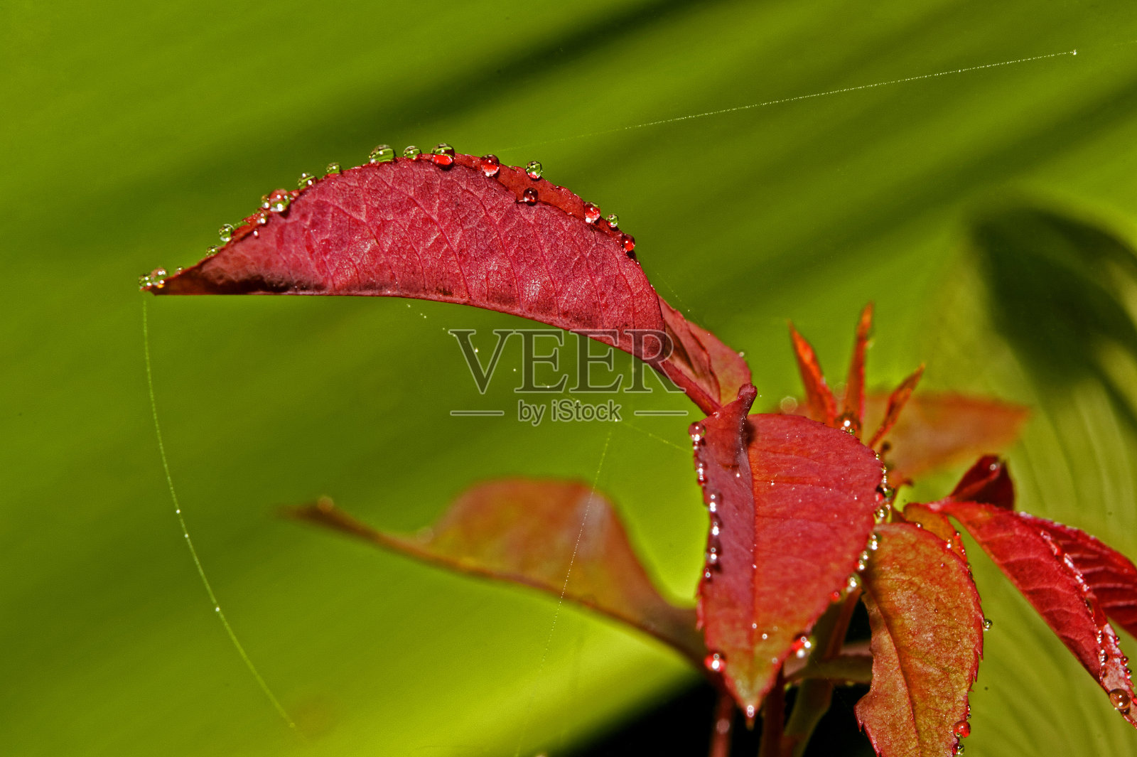 红叶上的露珠纠缠在它上面,玛瑟兰在西高铁照片摄影图片