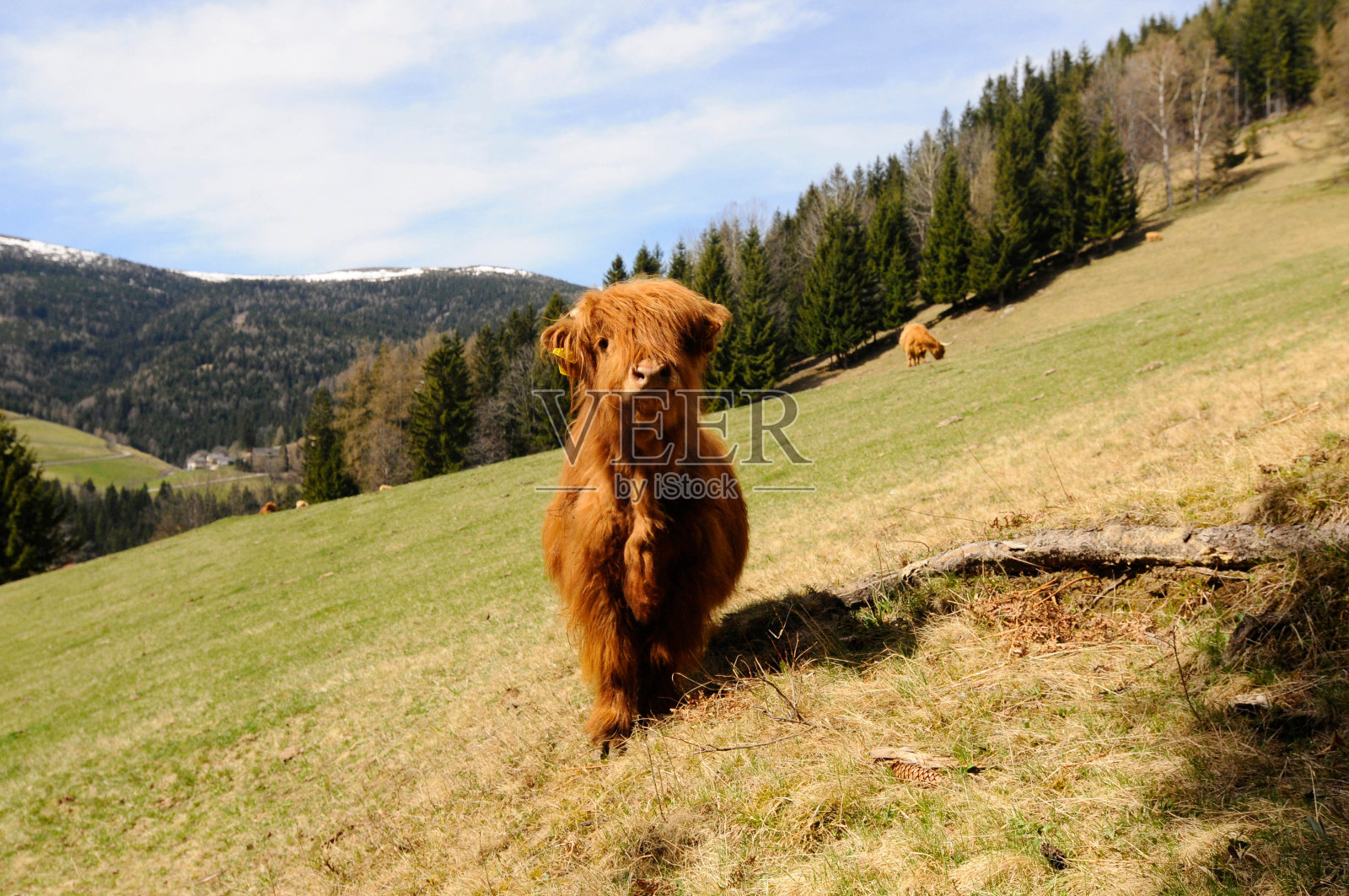 牧场上的苏格兰高地牛照片摄影图片