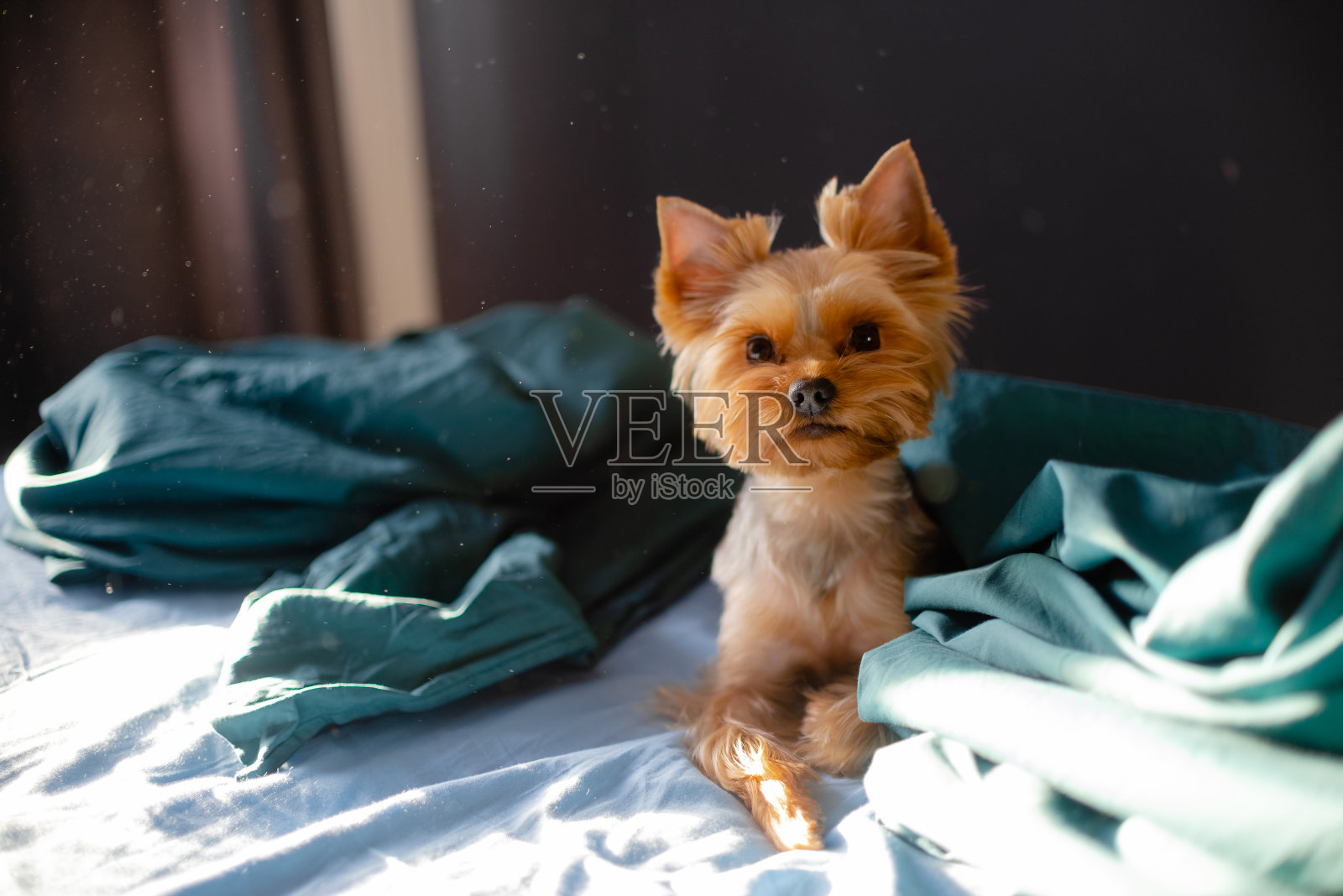 可爱的小约克郡坐在家里玩。顶部横向查看拷贝空间照片摄影图片