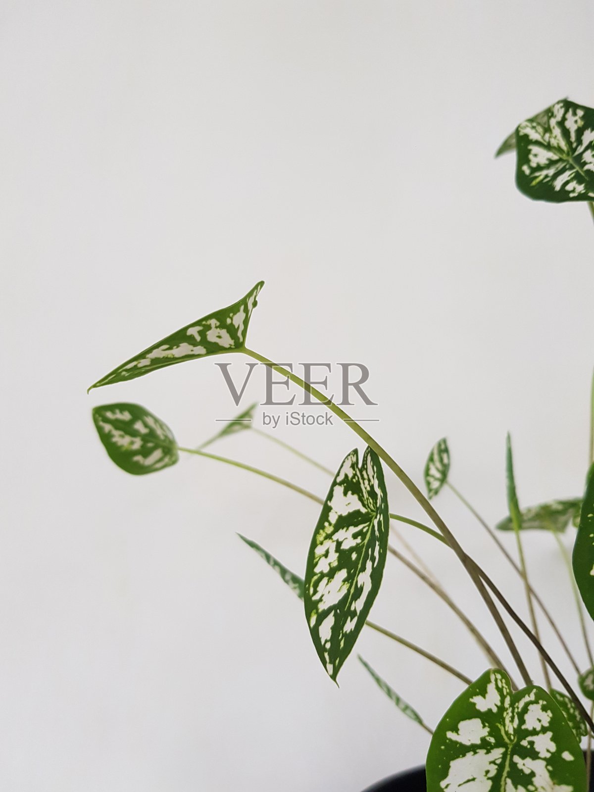 植物极简主义照片摄影图片