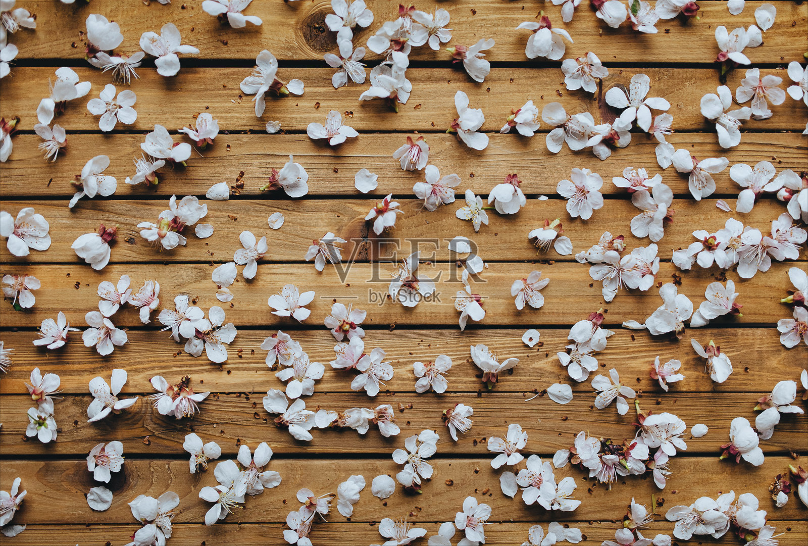 白色的杏花躺在褐色的木色背景上。Spring概念,俯视图。照片摄影图片