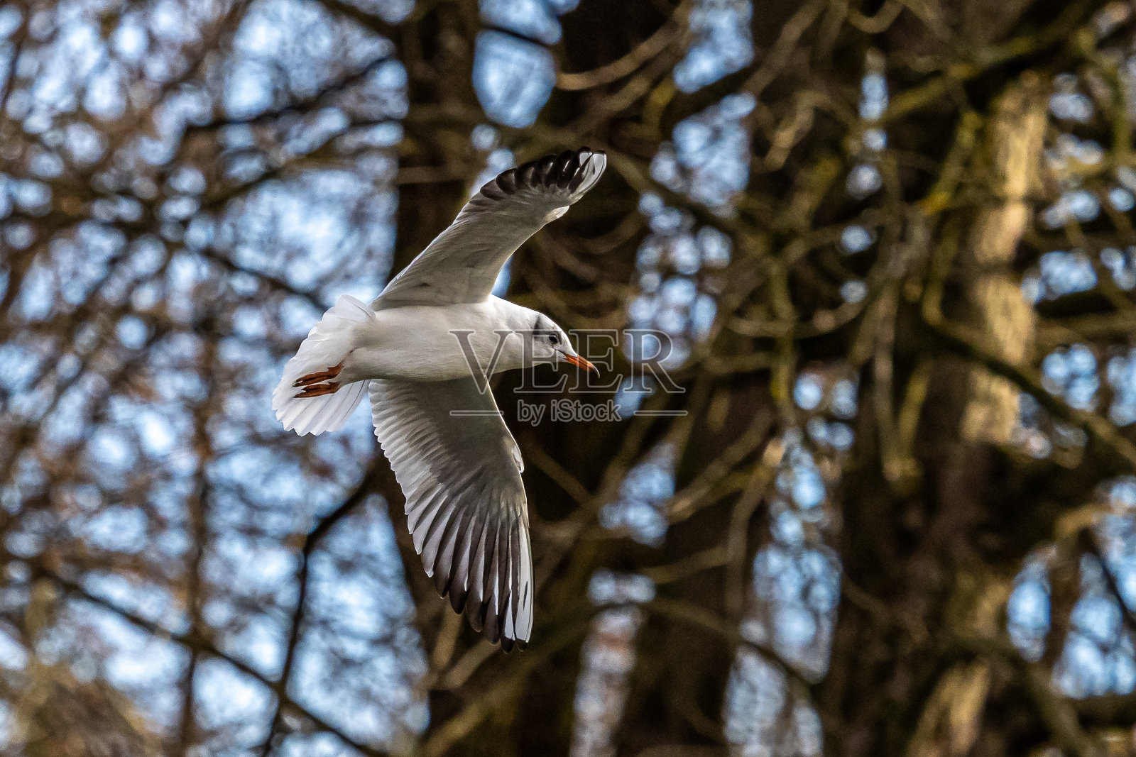 欧洲银鸥是一种大型海鸥照片摄影图片