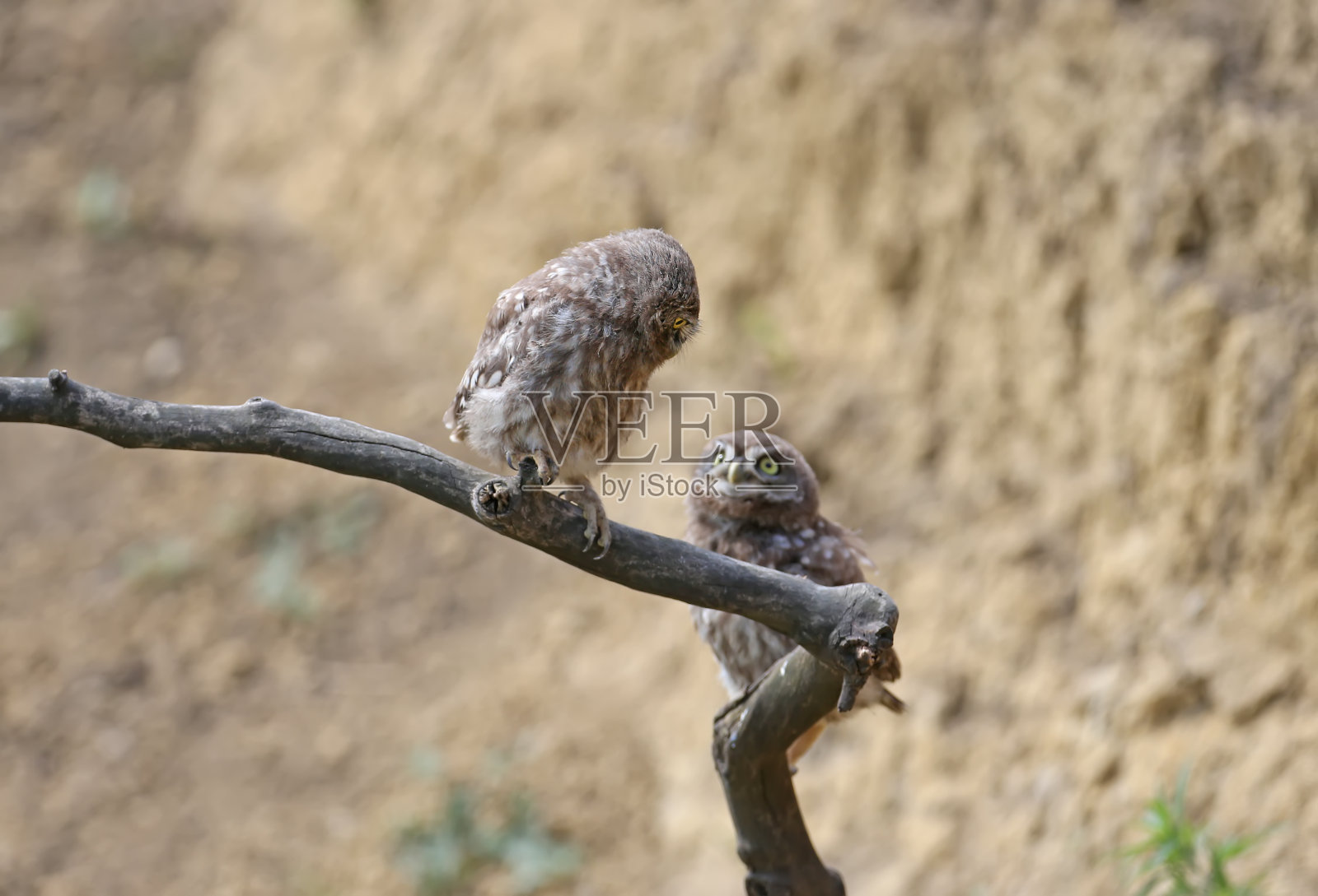 两个兄弟照片摄影图片