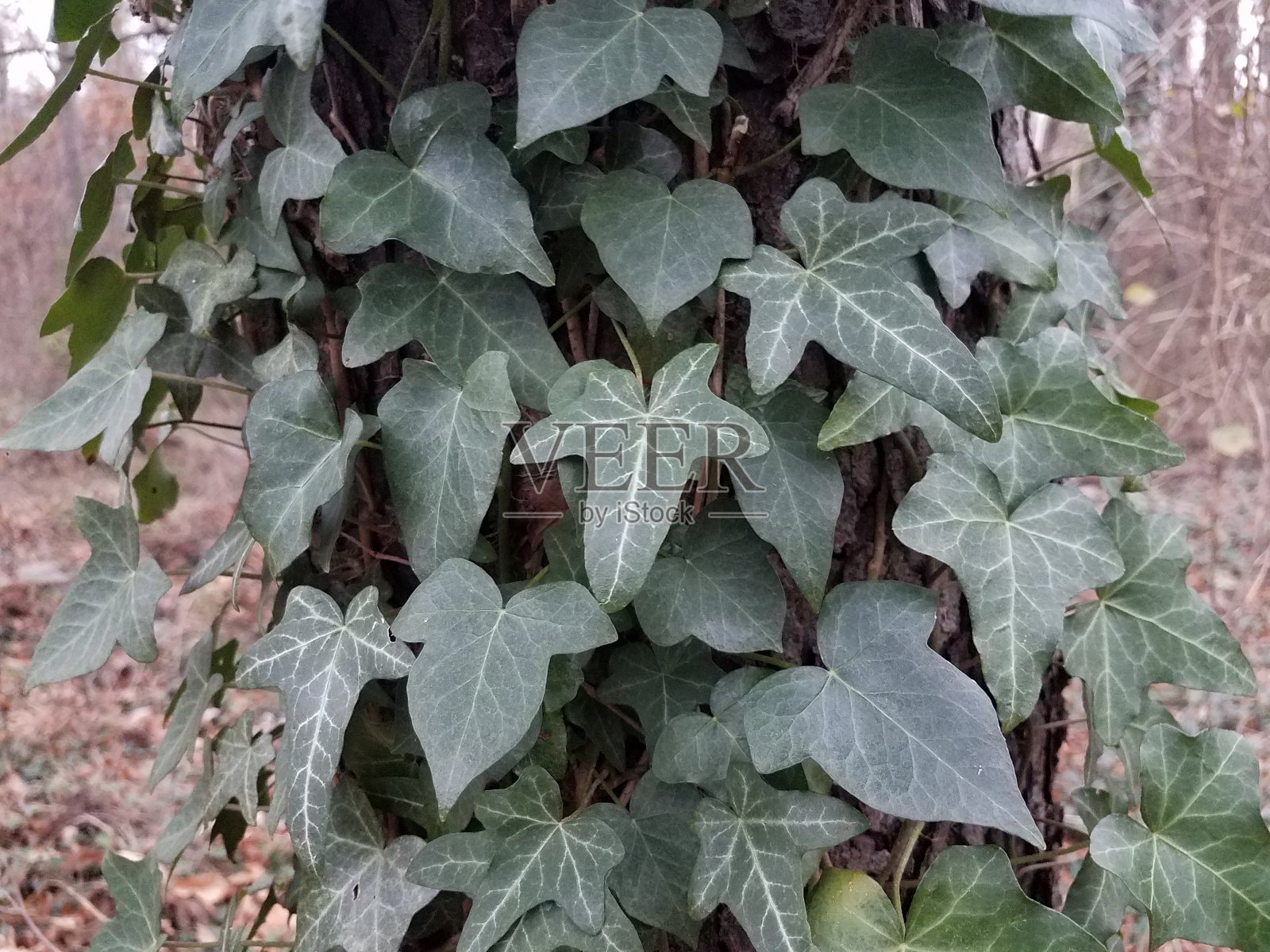 树林中树干上的绿色常青藤照片摄影图片