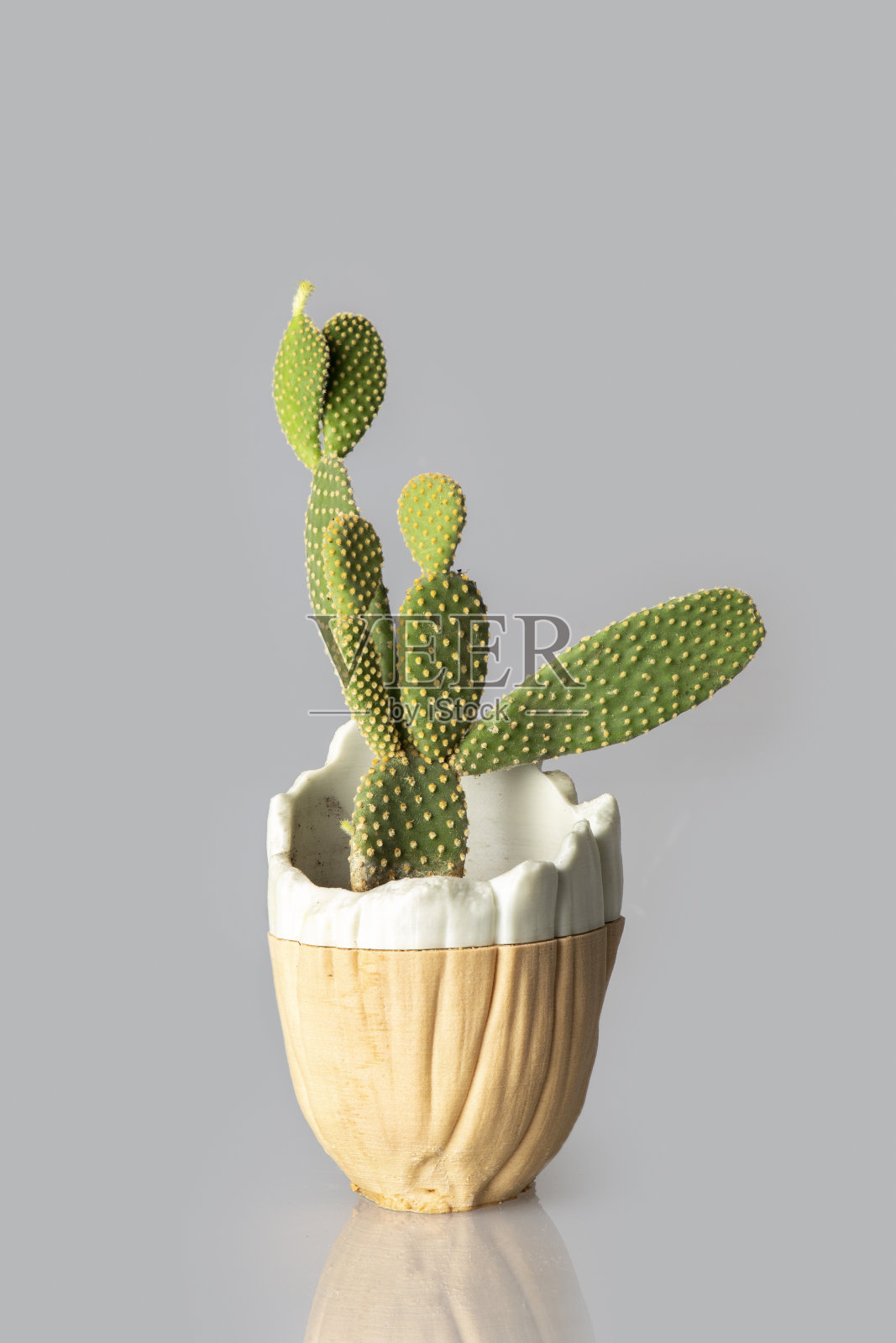 在灰色背景下拍摄盆栽多肉照片摄影图片