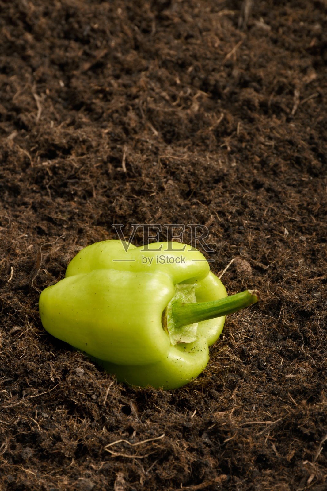青椒的土壤背景照片摄影图片