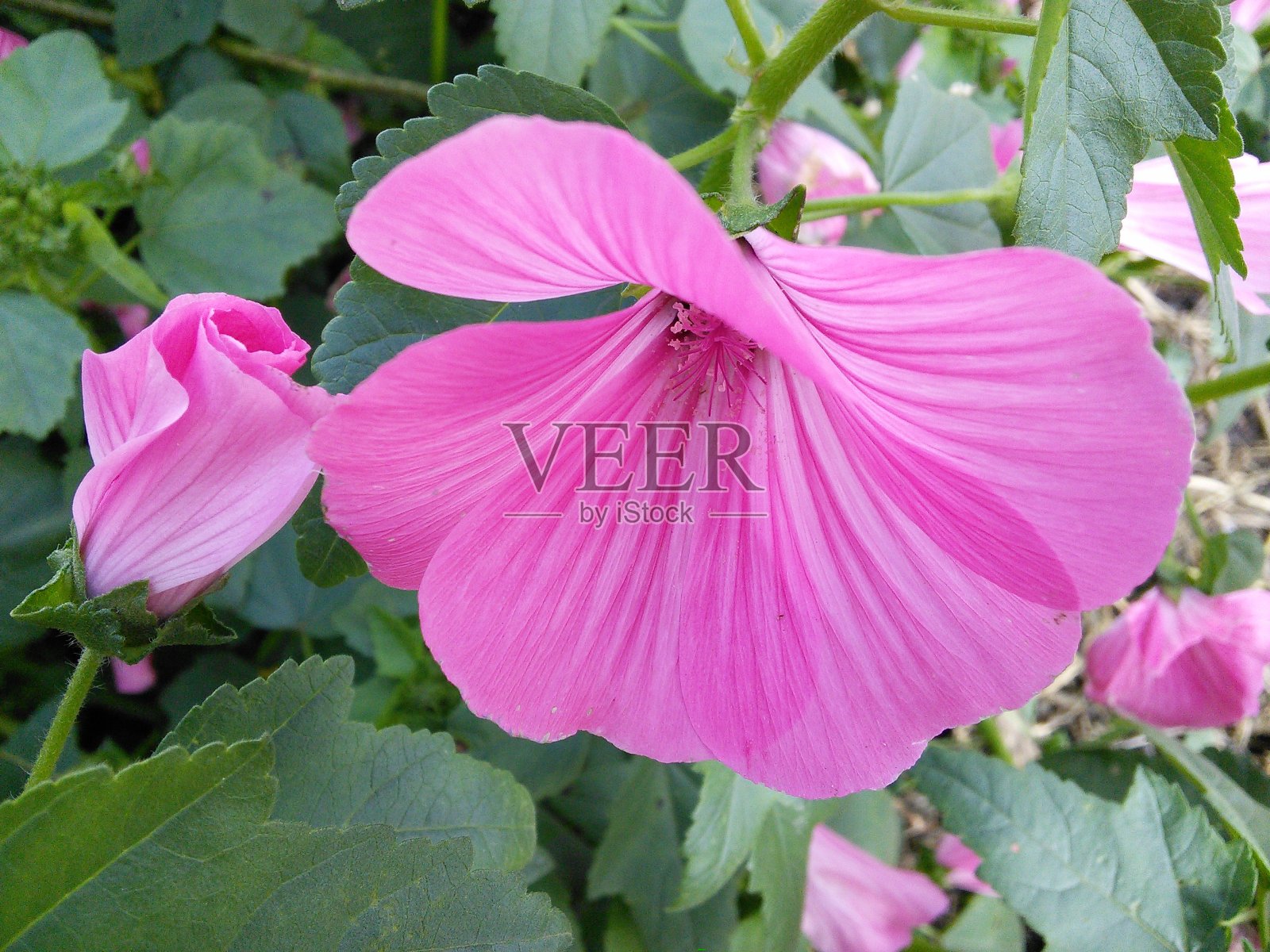 粉红色的锦葵花。粉色lavatera花园。照片摄影图片