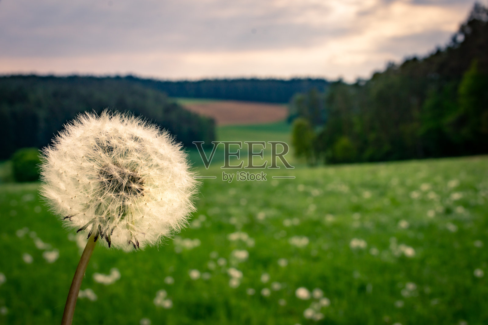 巴伐利亚风景中的蒲公英照片摄影图片