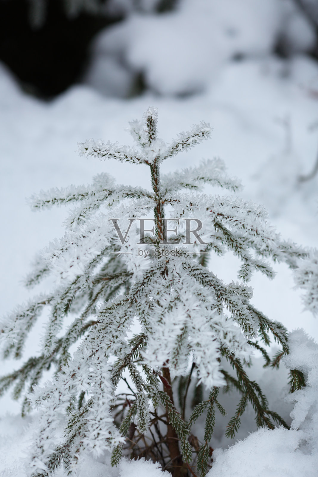 冬季森林照片摄影图片