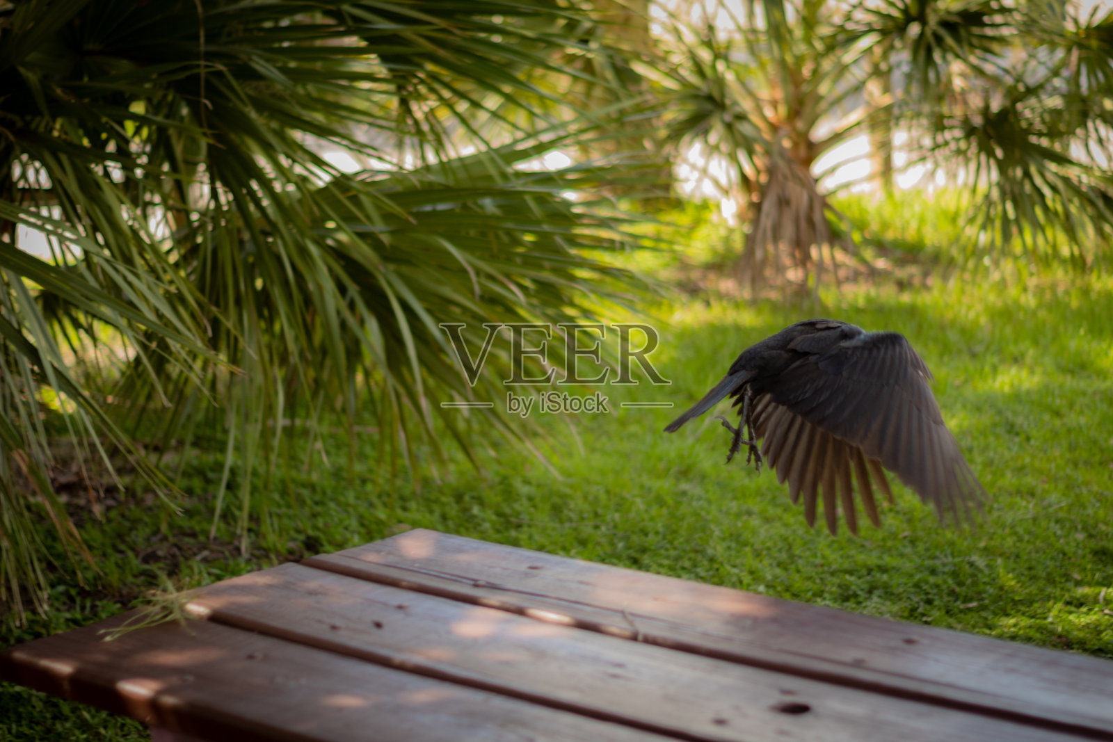 一只鸟飞照片摄影图片