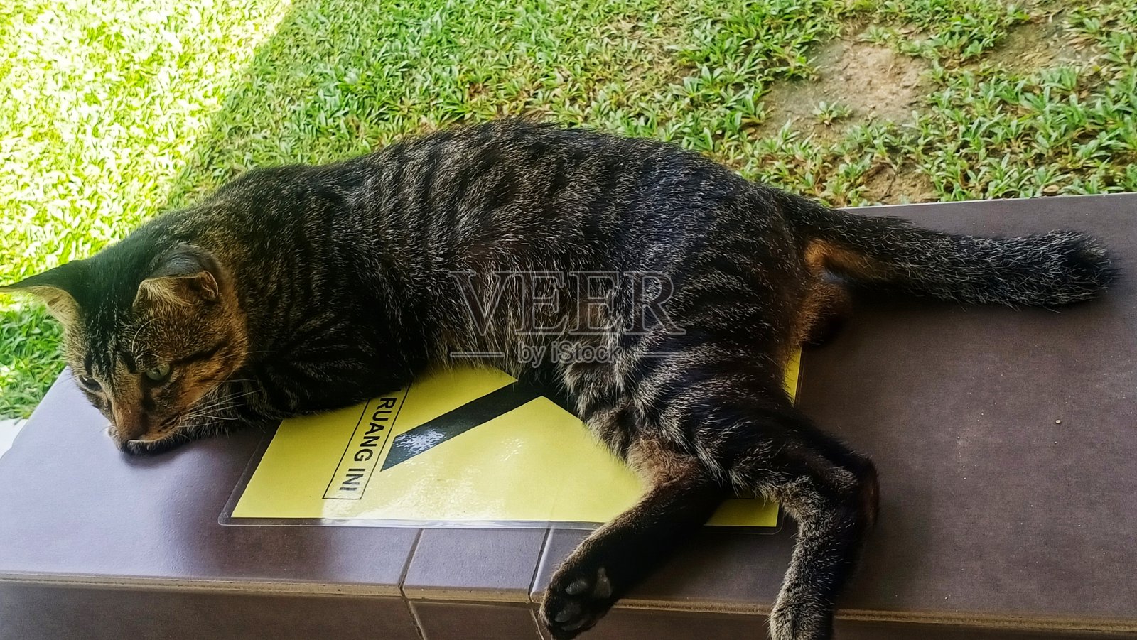 只流浪猫照片摄影图片